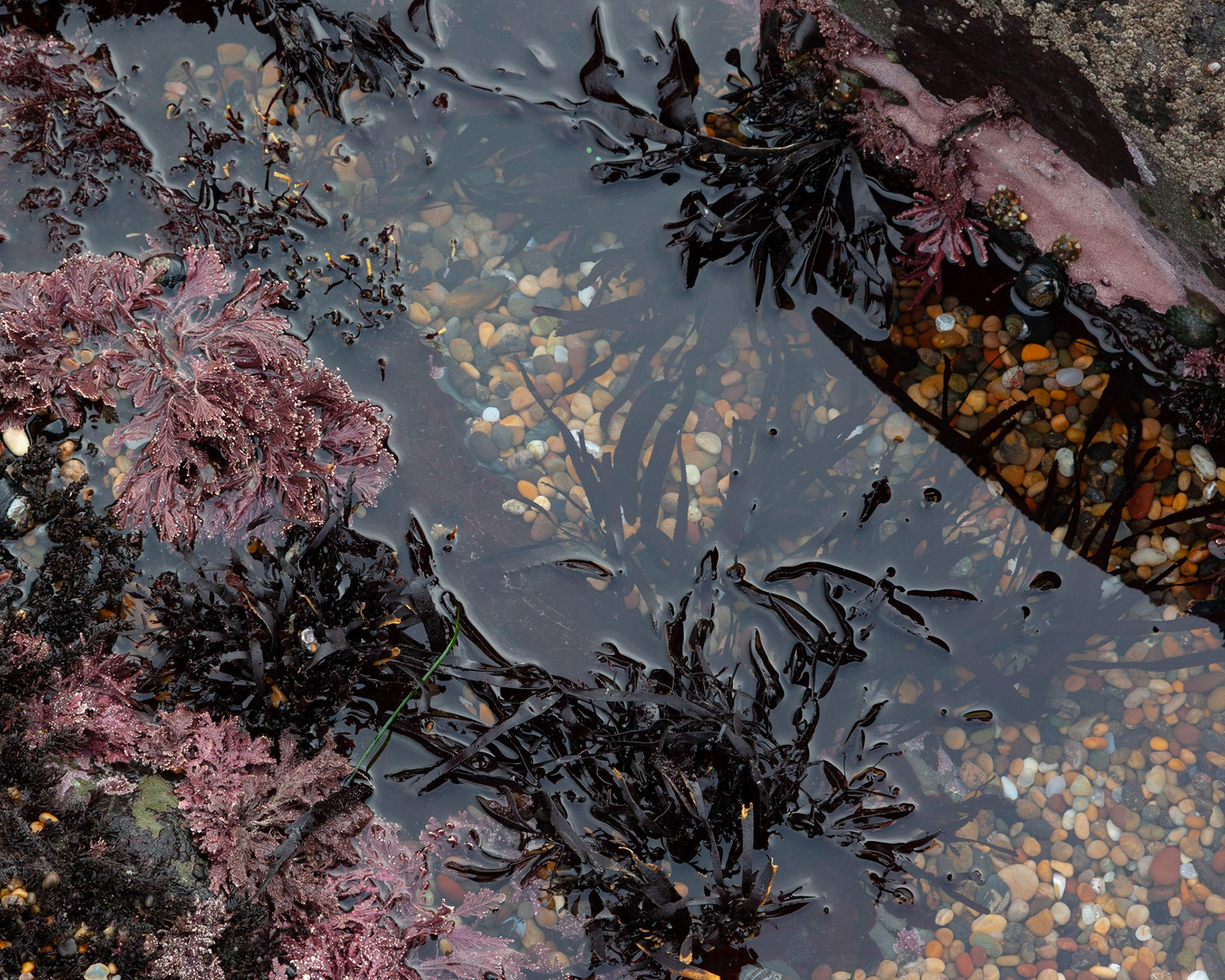 Tide Pool #1, Pebble Beach, 2020