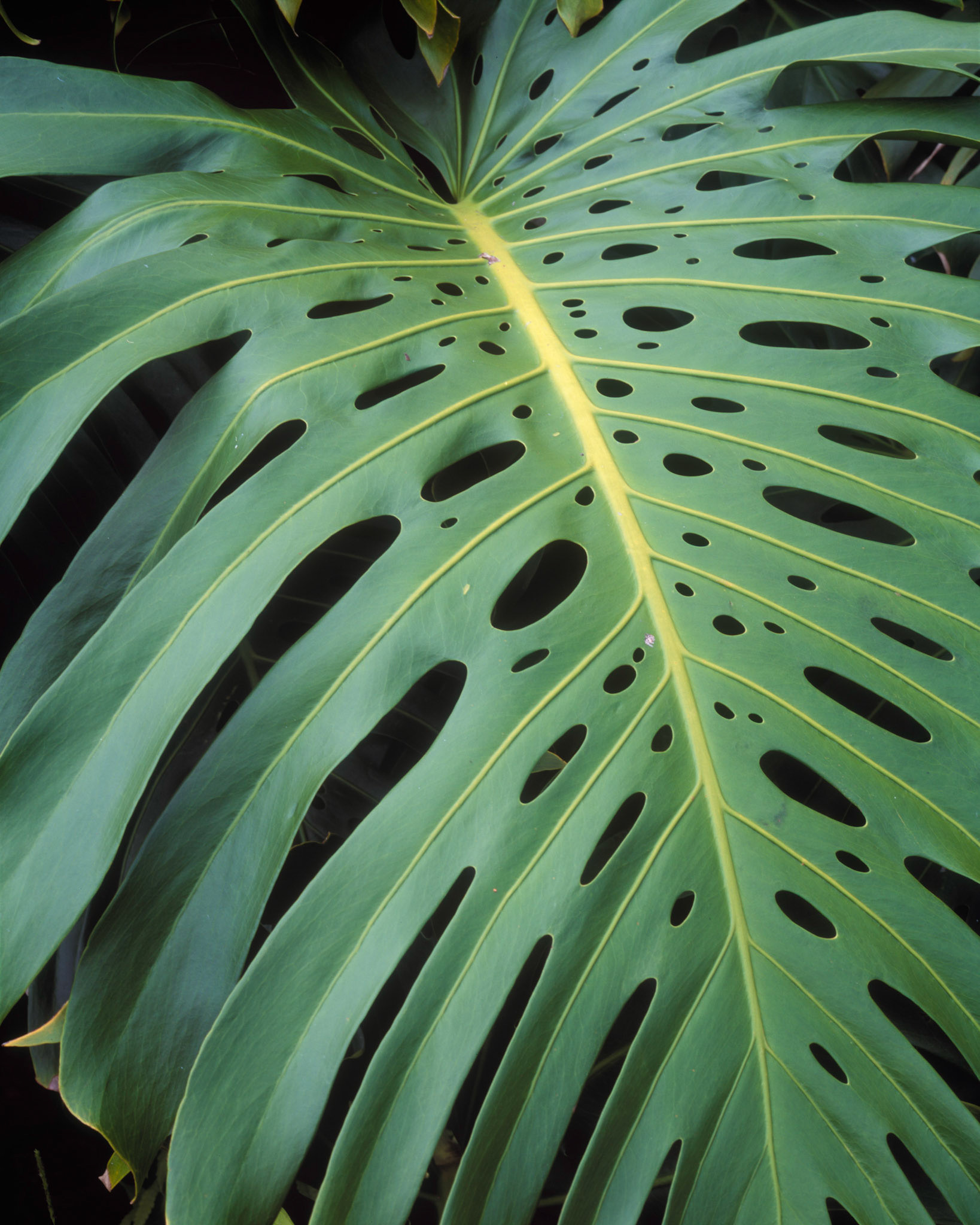 Monstera Leaf, Hana, 2004