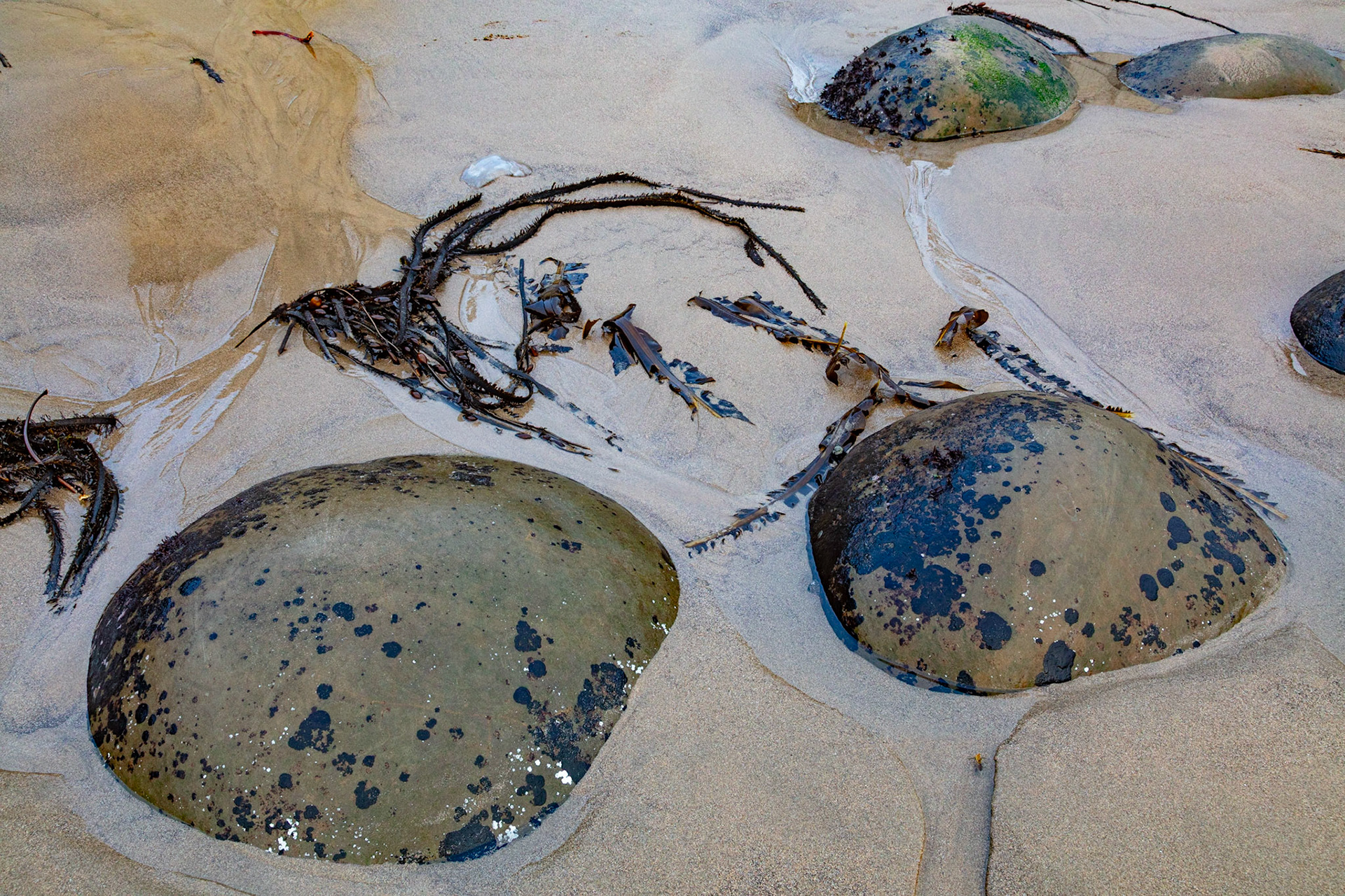 Stones and Seaweed, Point Arena, 2022