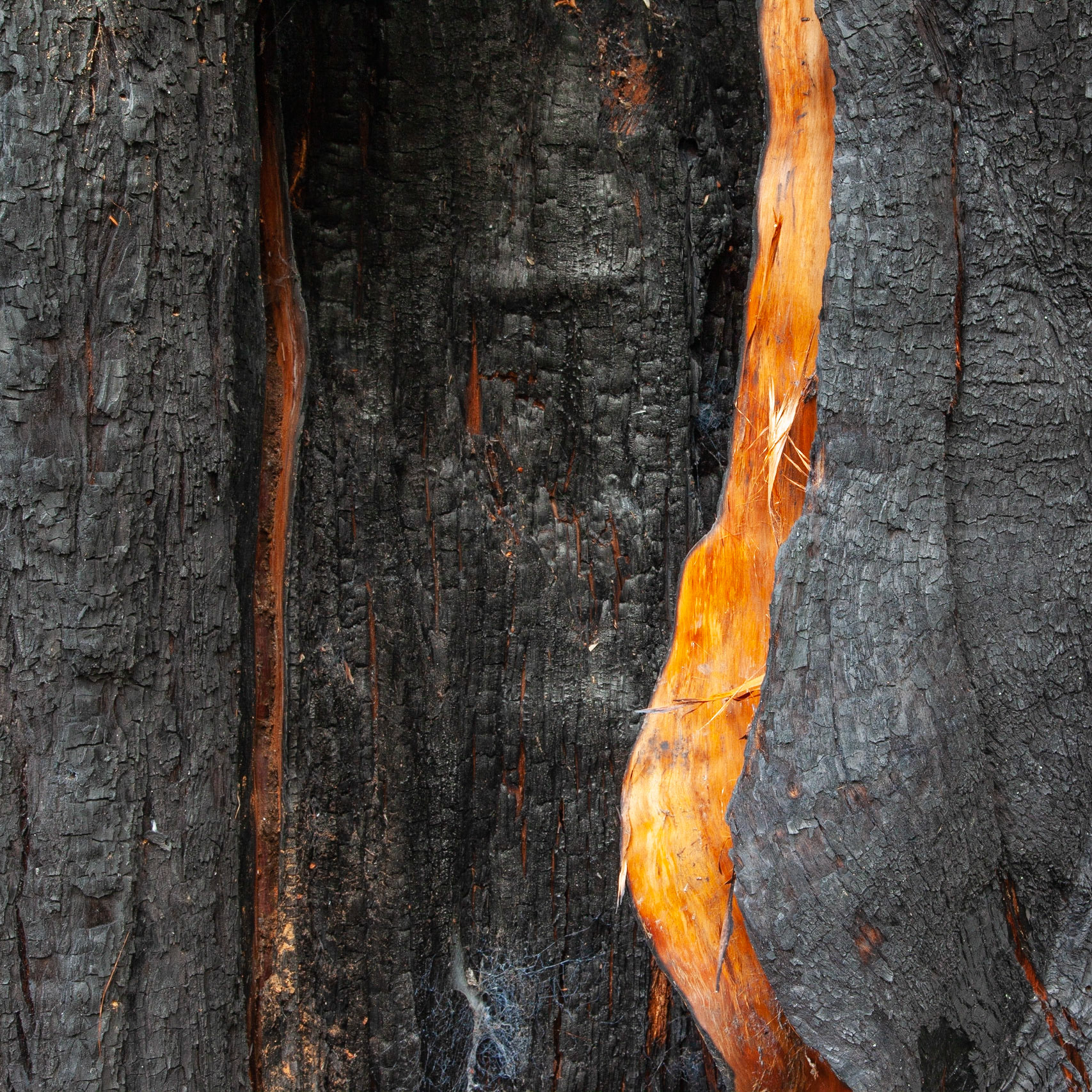 Wild Streak, Mill Creek, 2018