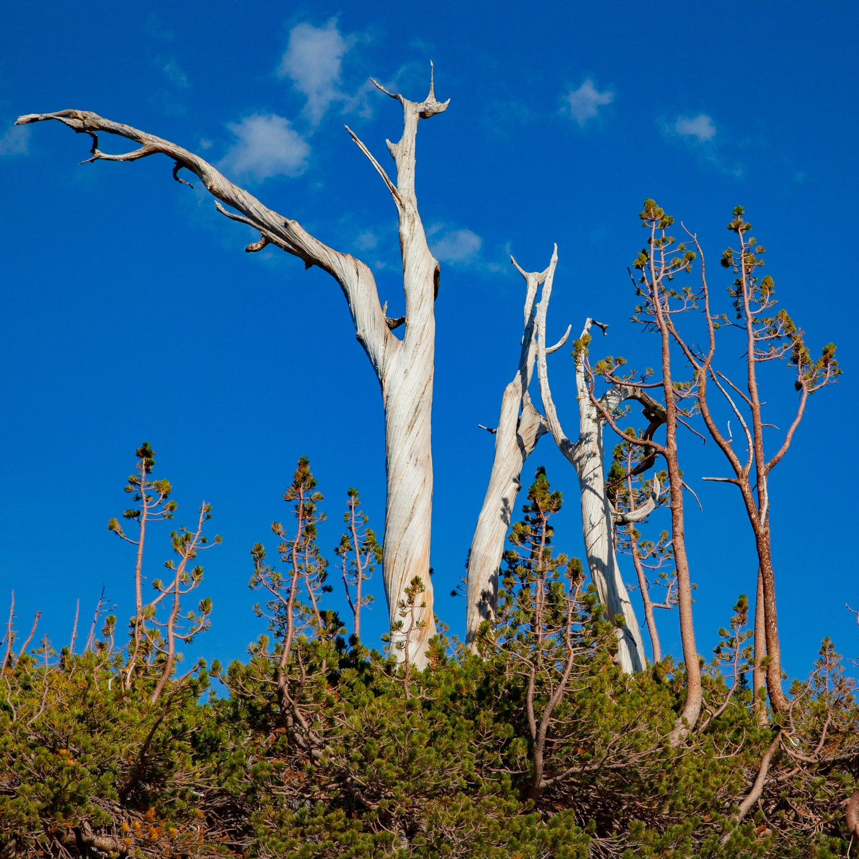 Sentinels, Winnemucca Lake, 2011