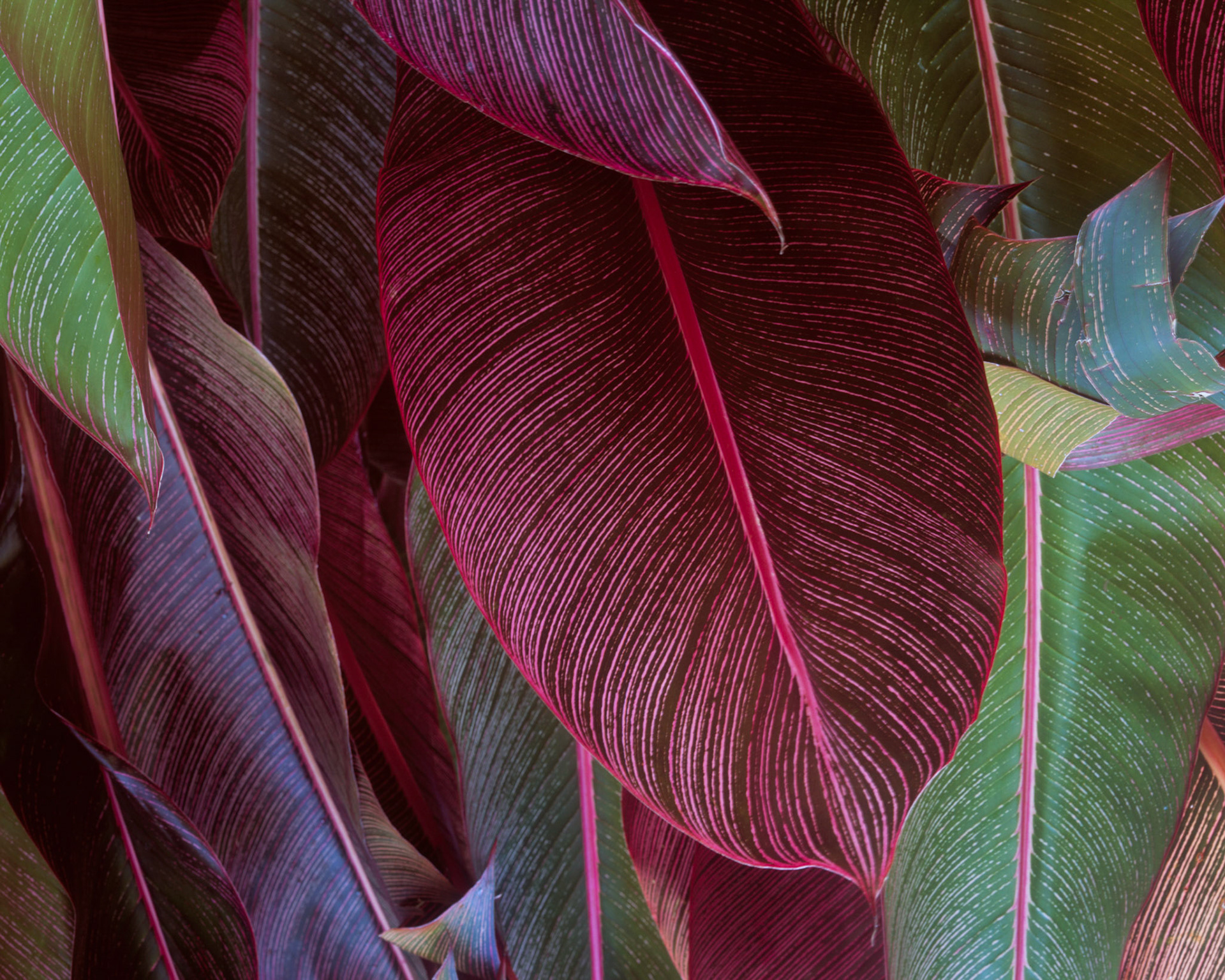 Heliconia, Hana, 2004