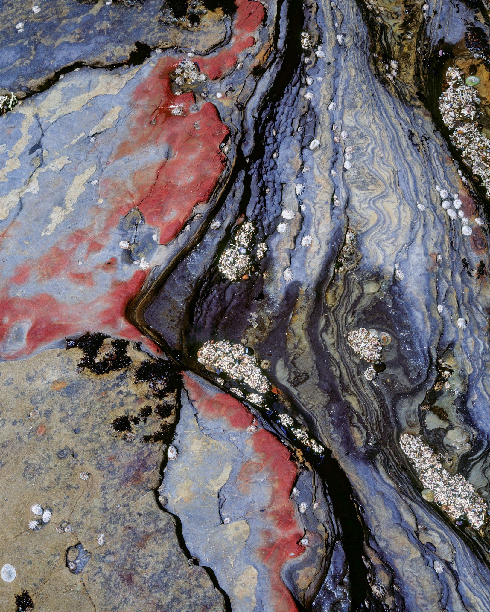 Equivalent #2, Point Lobos, 2005
