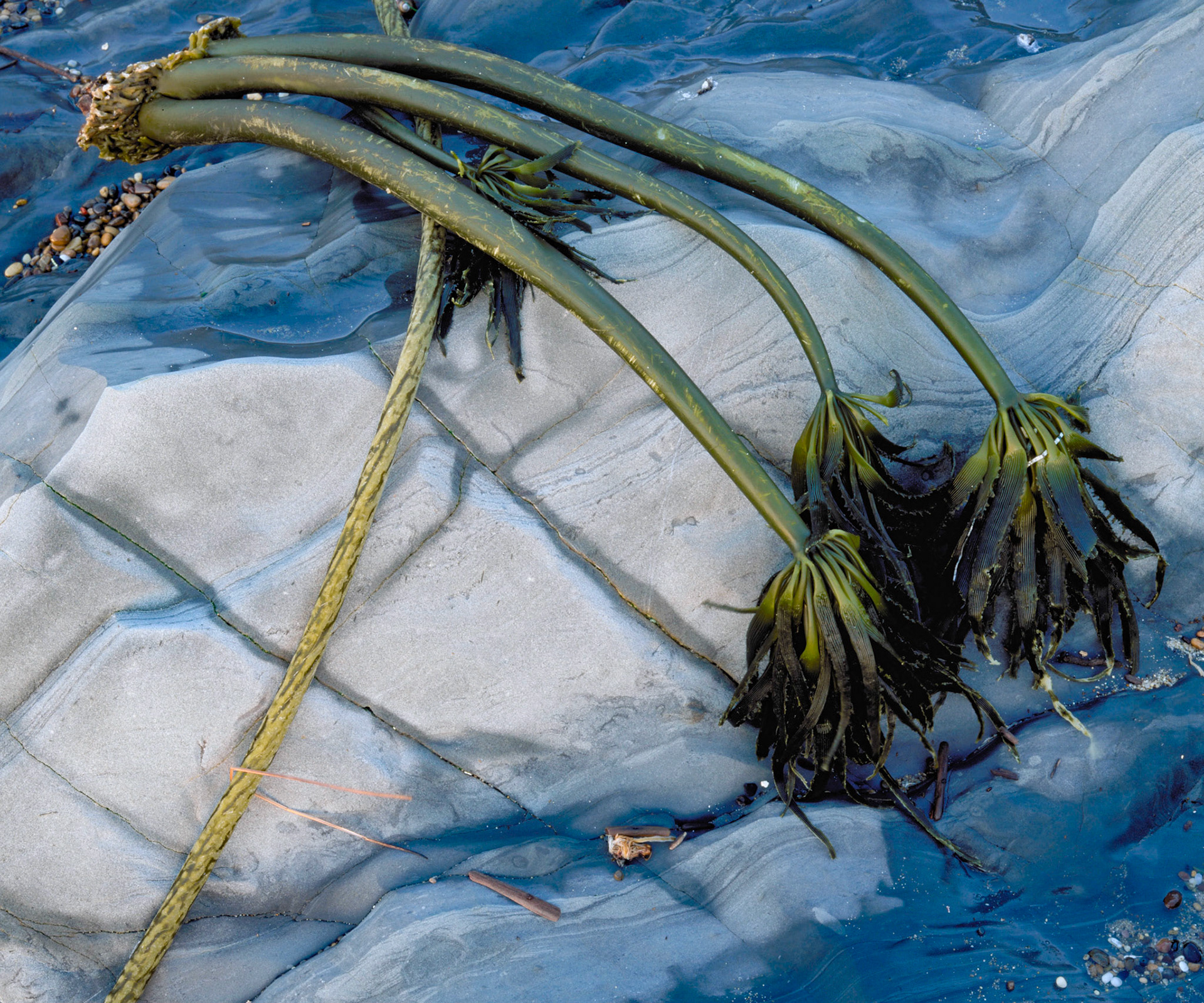 Kelp Inversion, Pebble Beach, 2001