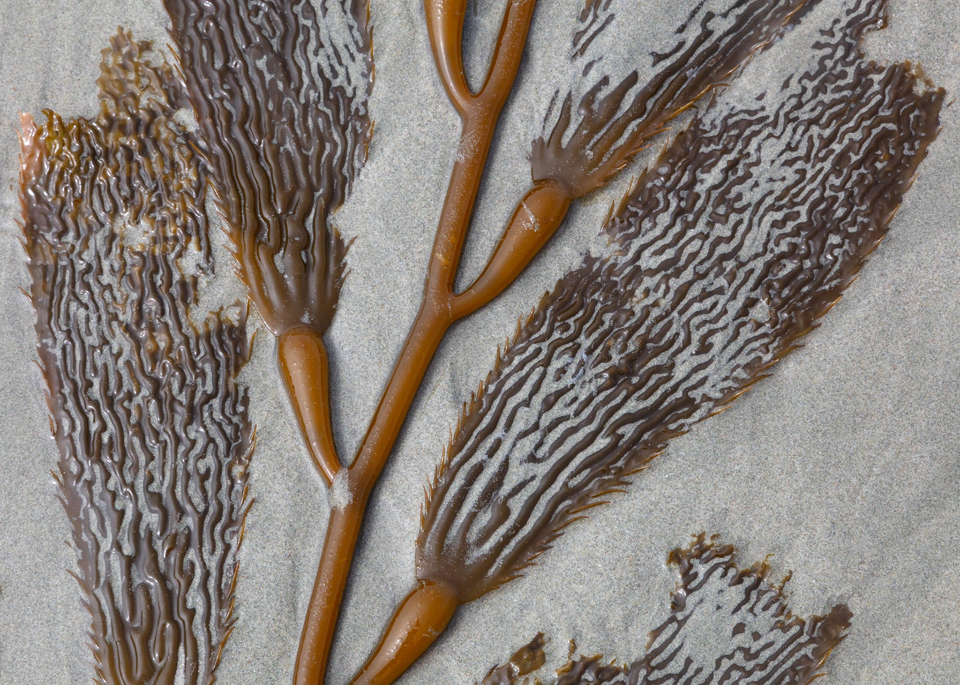 Kelp 1, Sand Dollar Beach, 2022