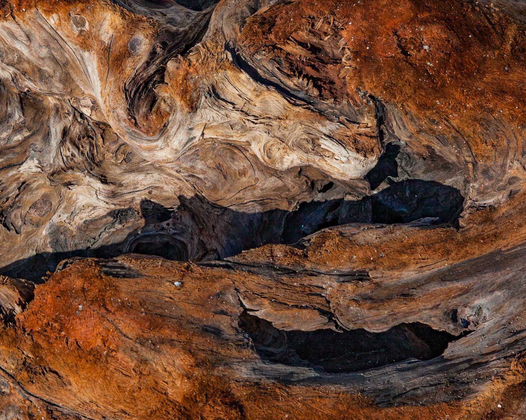 Driftwood, Point Arena, 2016