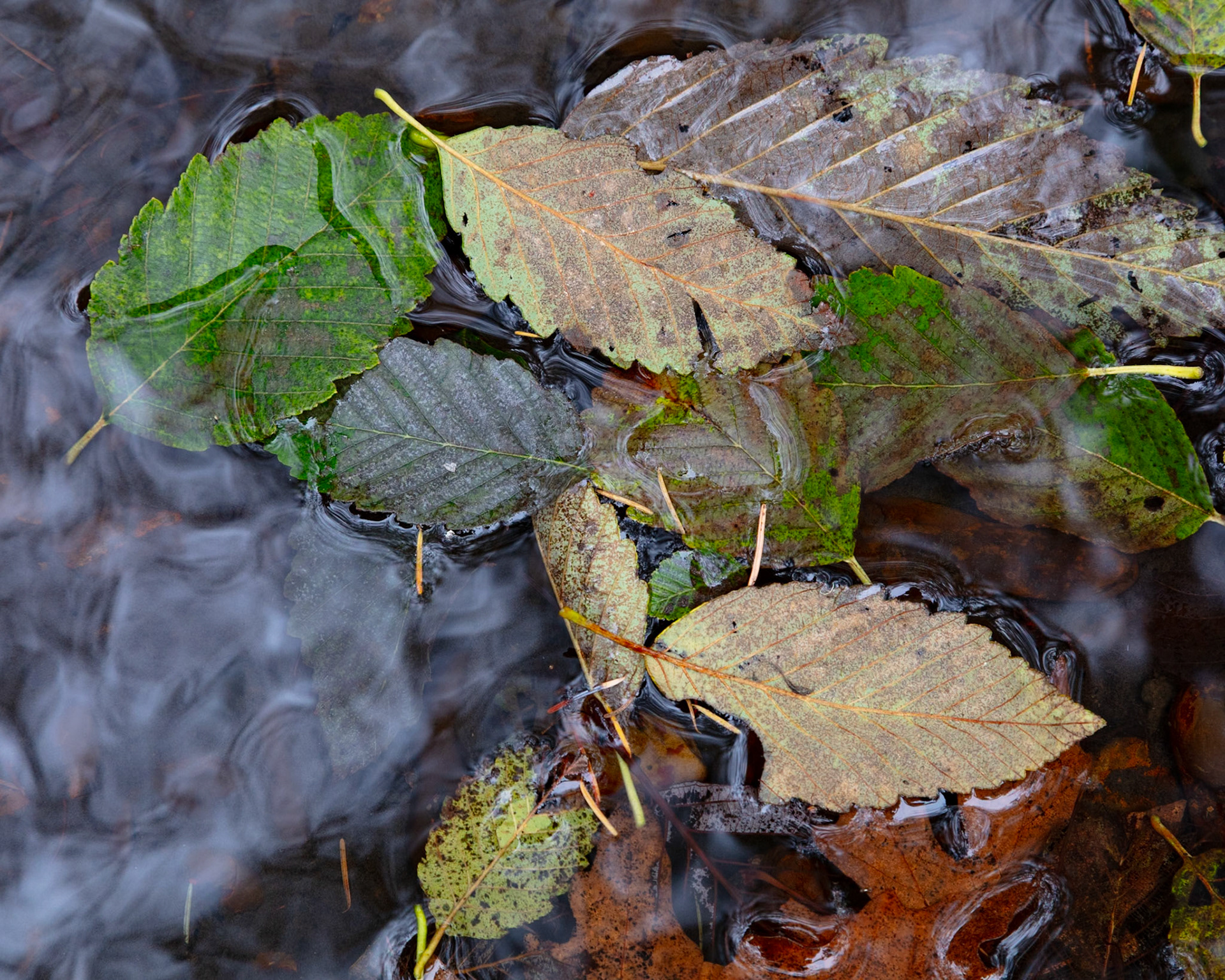 Alder Leaves, Gazos, 2024