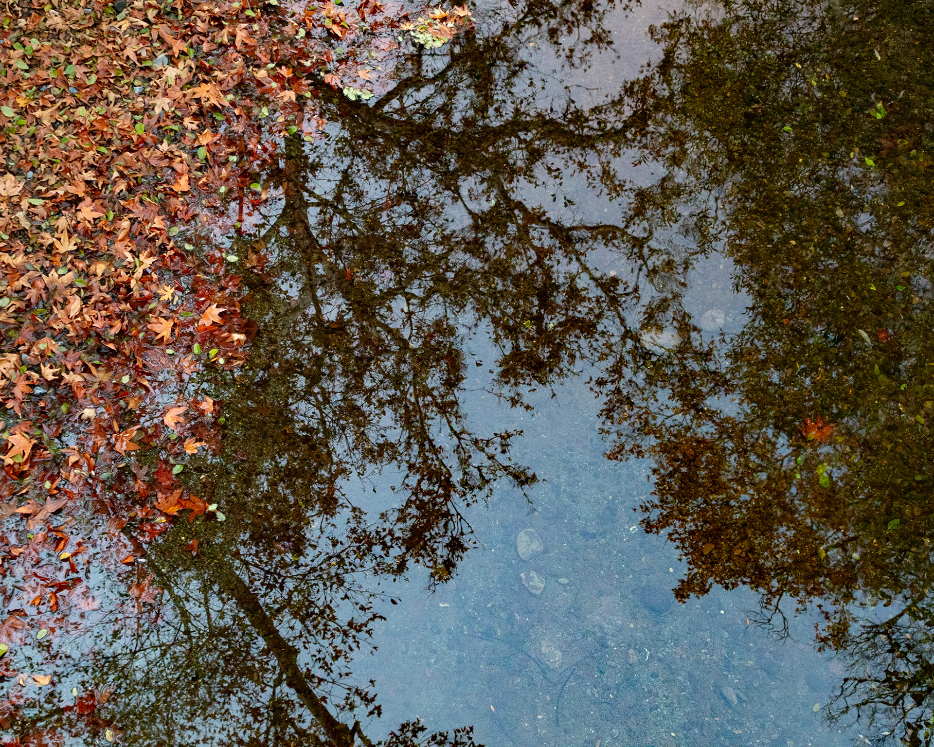 Tree and Stream, Sunol, 2021