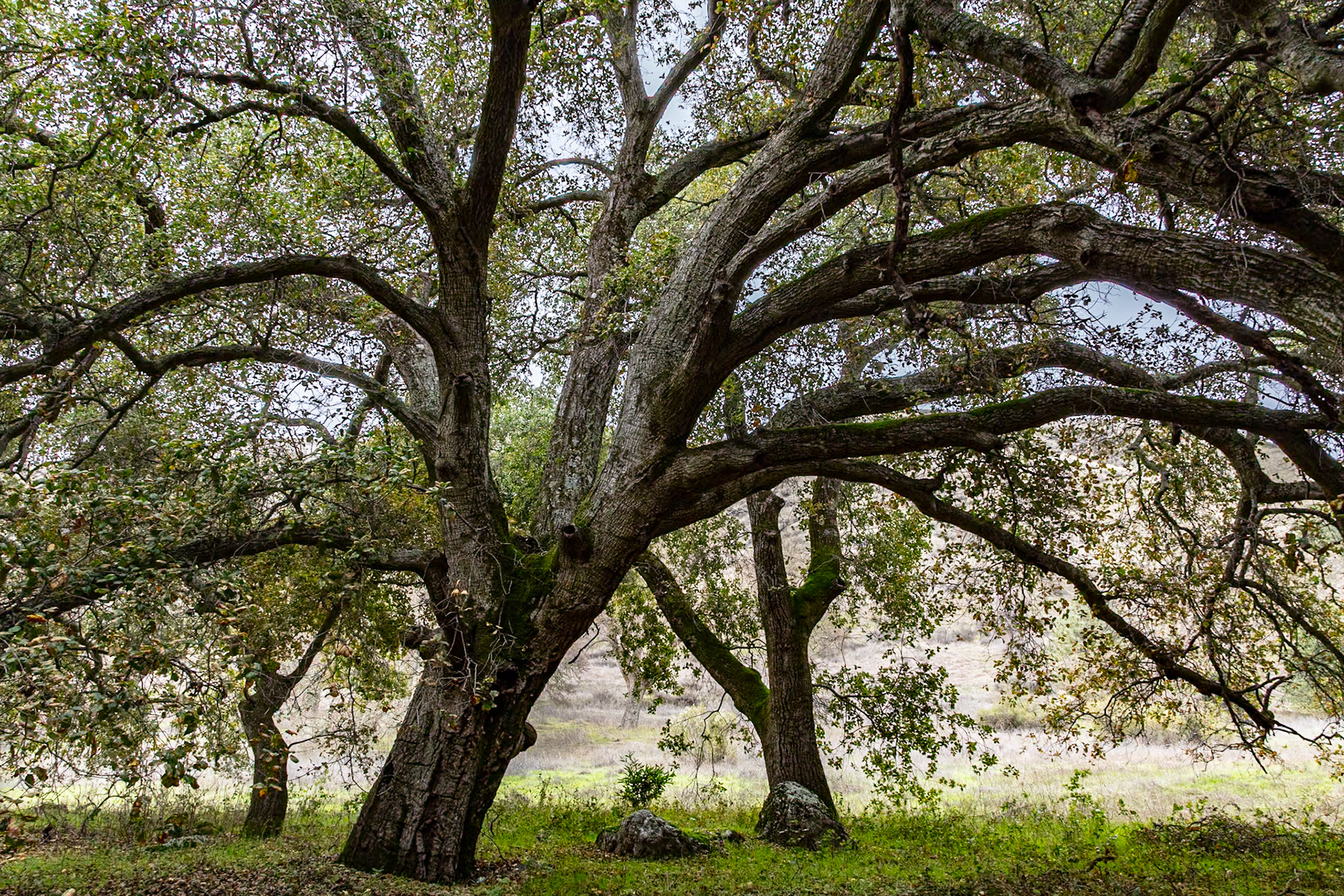 Streamside Oak, Sunol, 2024
