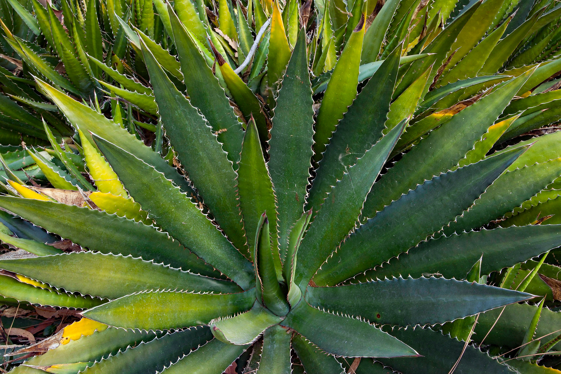 Agave, Stanford, 2009