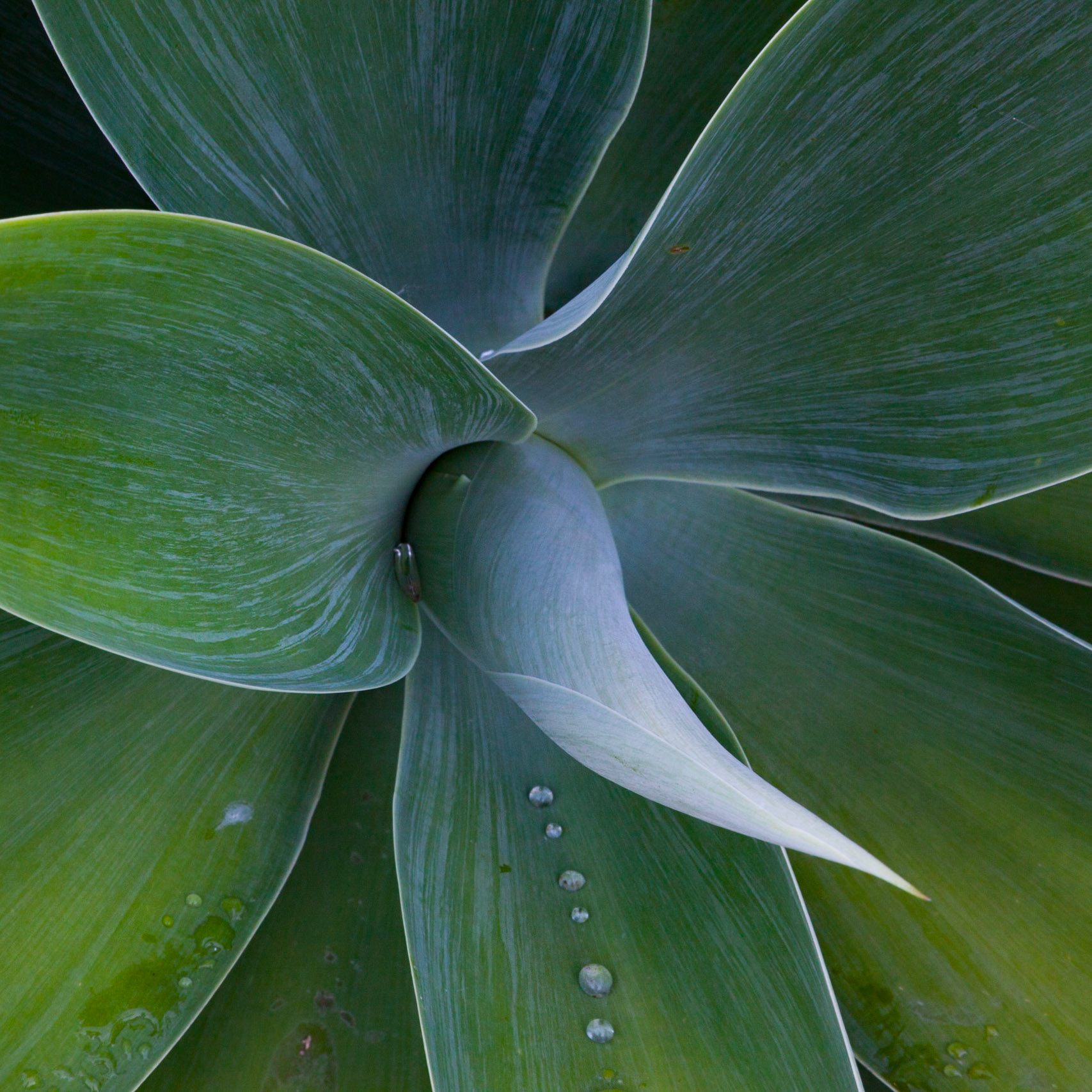Raindrops, Hana, 2010
