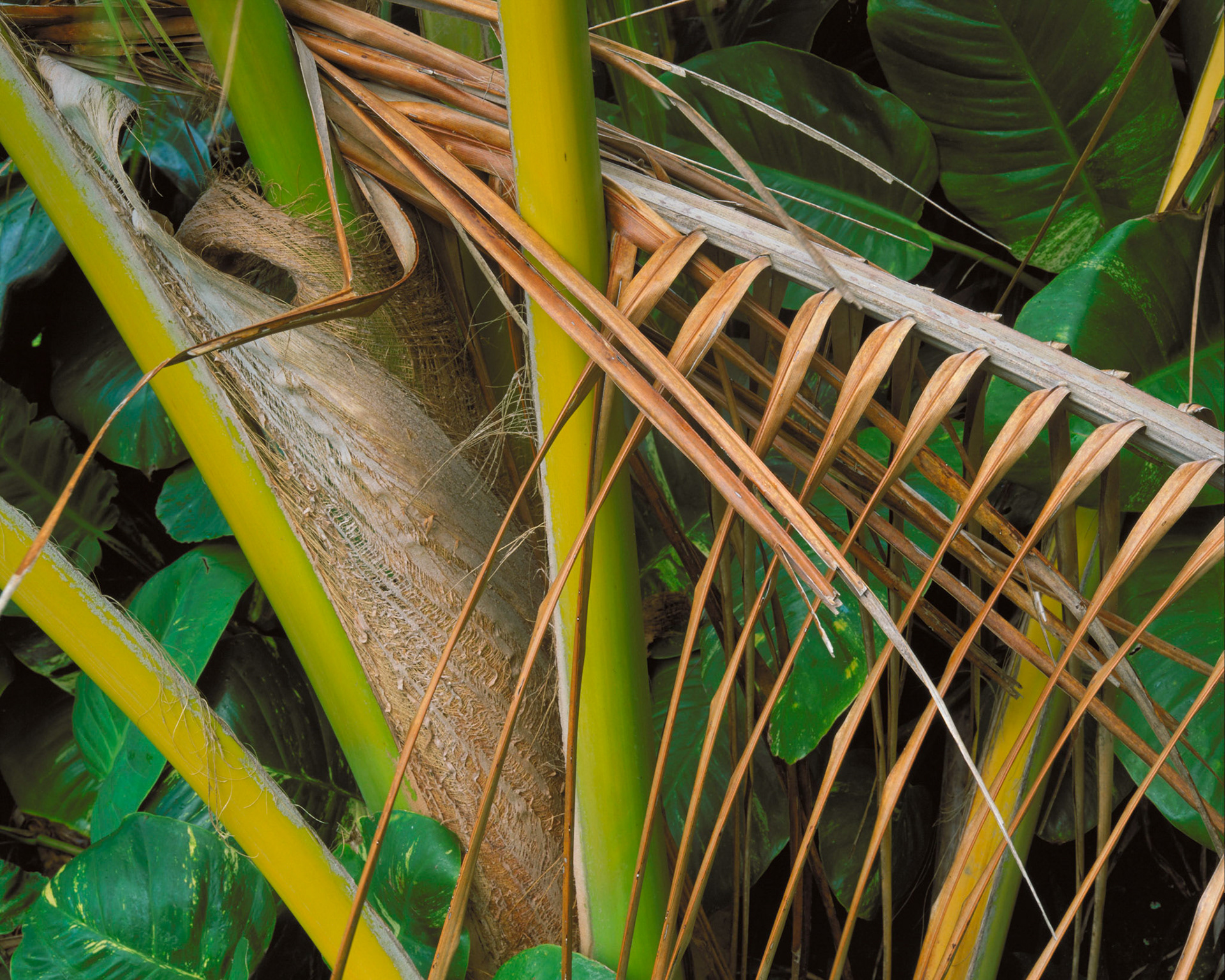 Palm, Kauluapaoa Heiau, Kauai, 1999