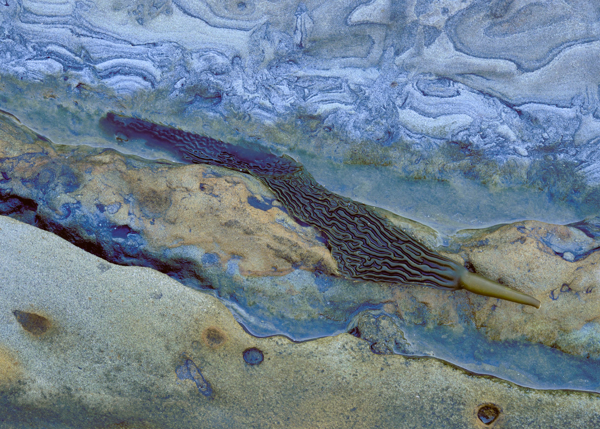 Kelp and Blue Rock, Point Lobos, 2002