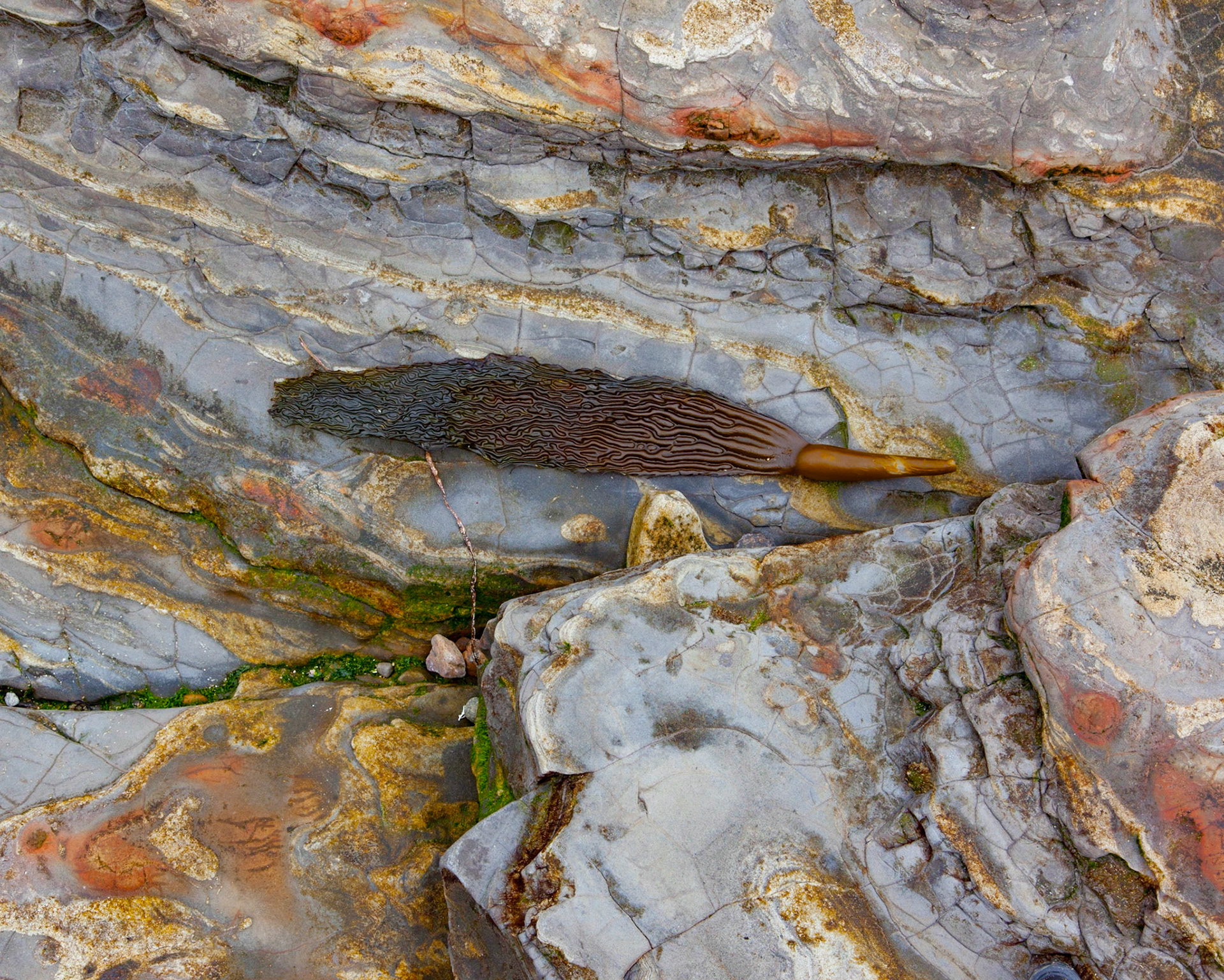 Kelp Leaf, Point Lobos, 2015