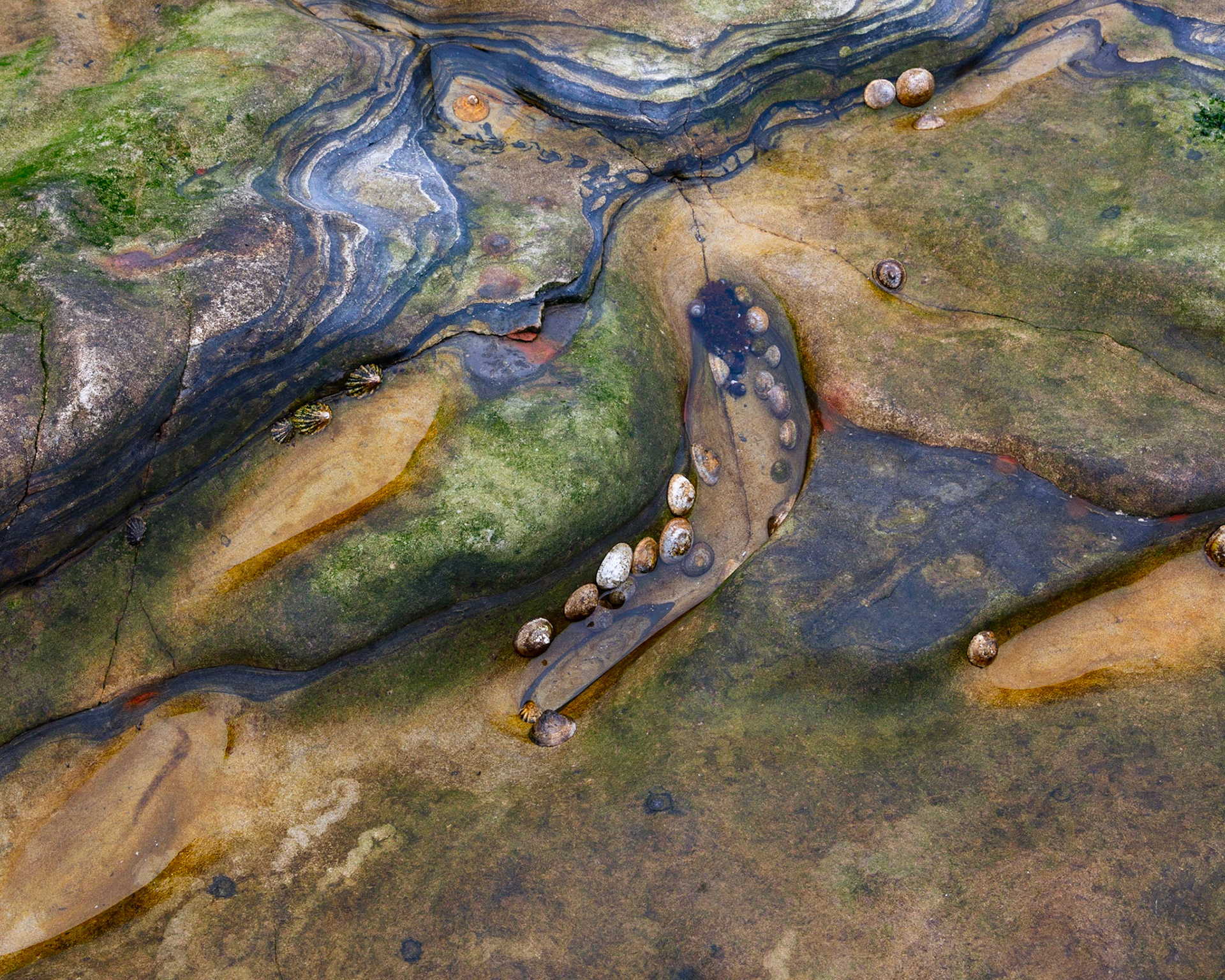 Tide Pool, Point Lobos, 2021