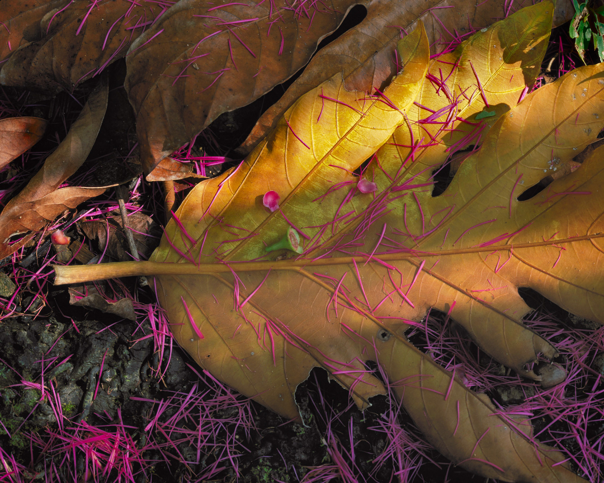 Manzana Petals, Drake Baya, 2000