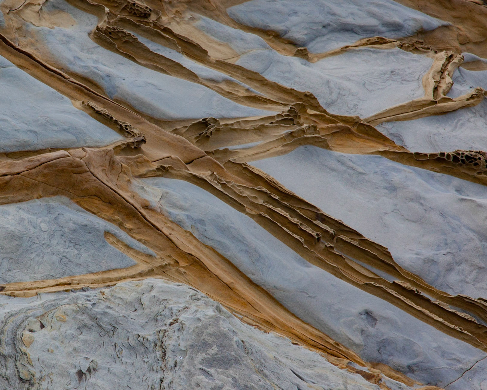 Lattice, Salt Point, 2016