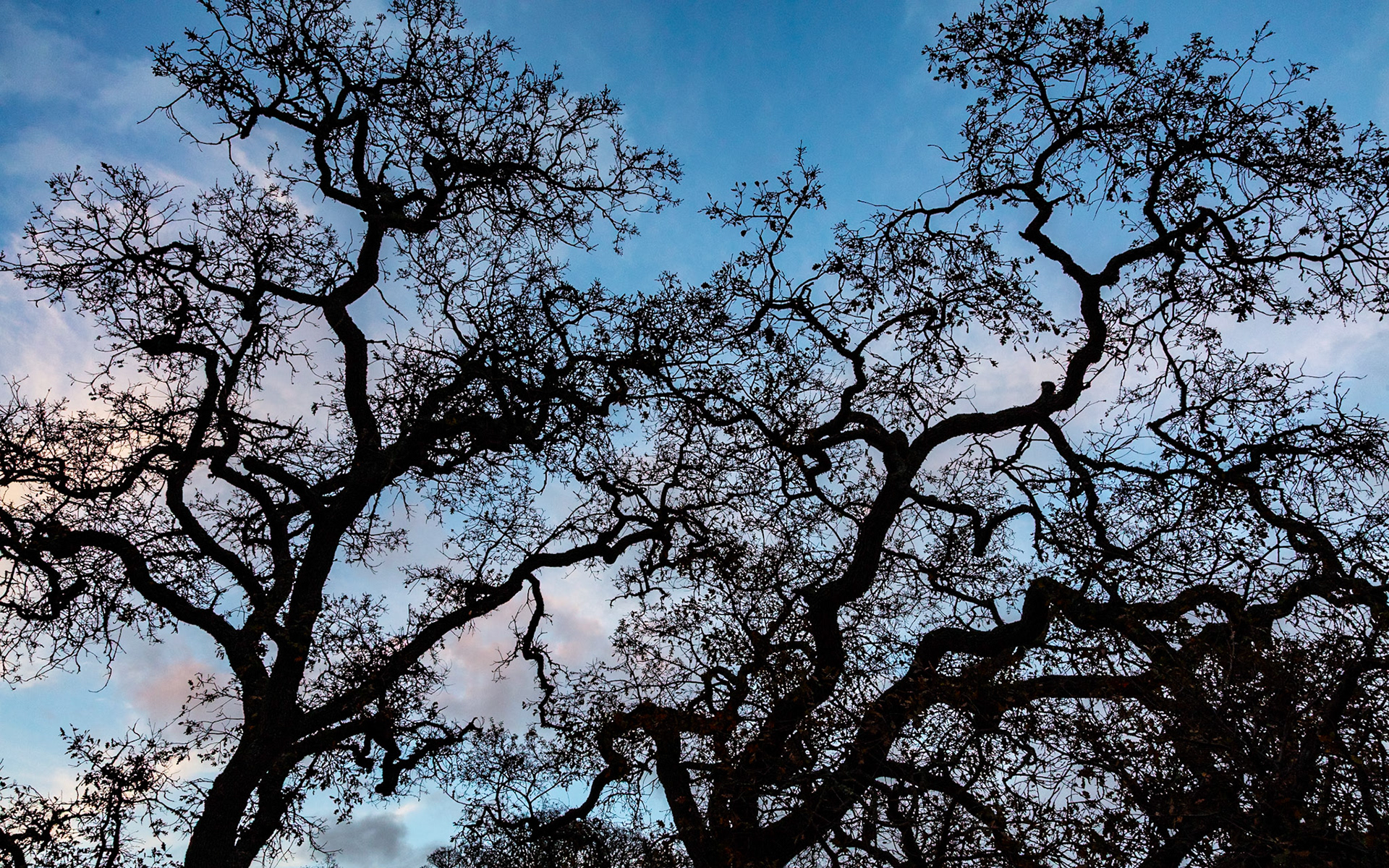 Oak and Clouds, Sunol, 2023