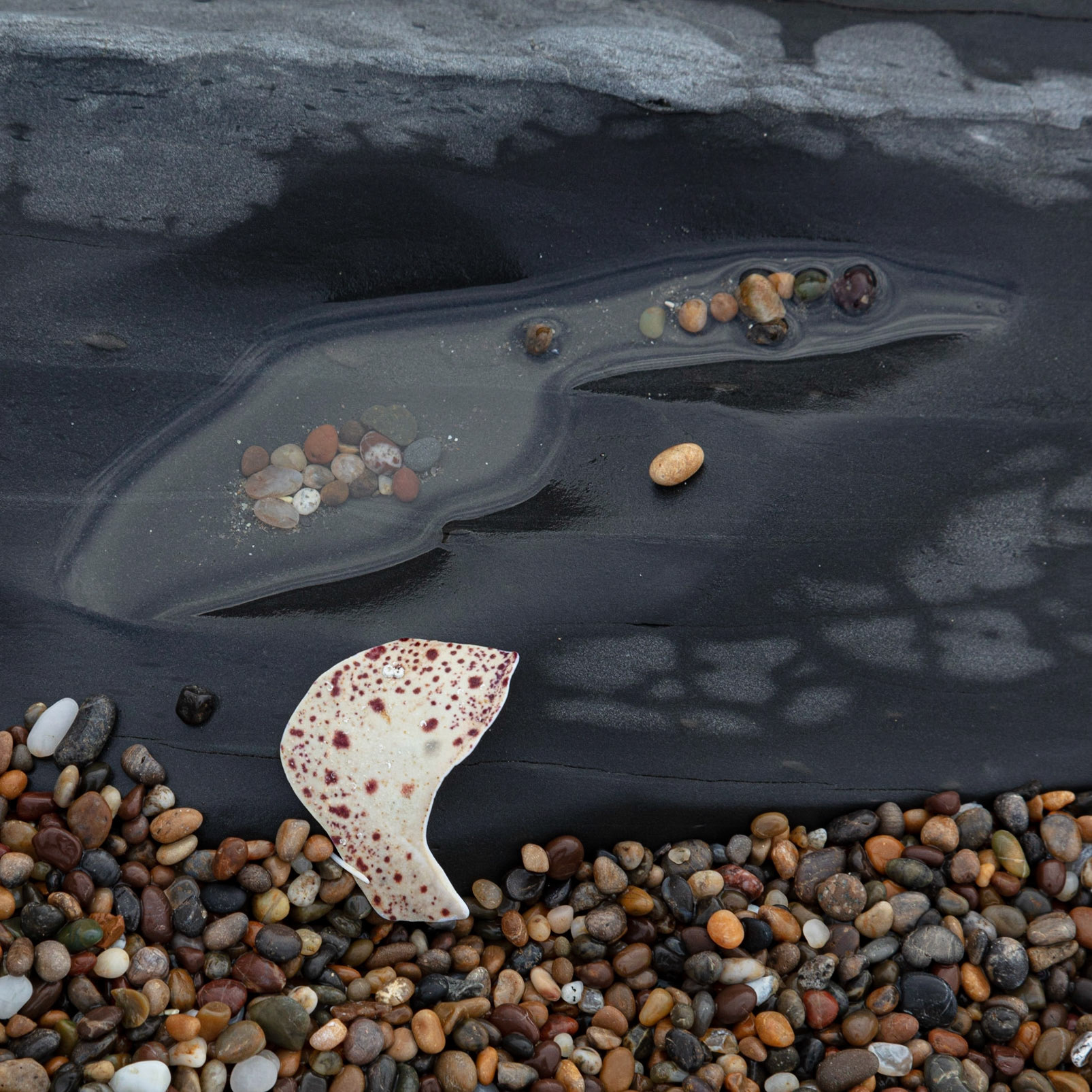 Shell, Pebble Beach, 2022