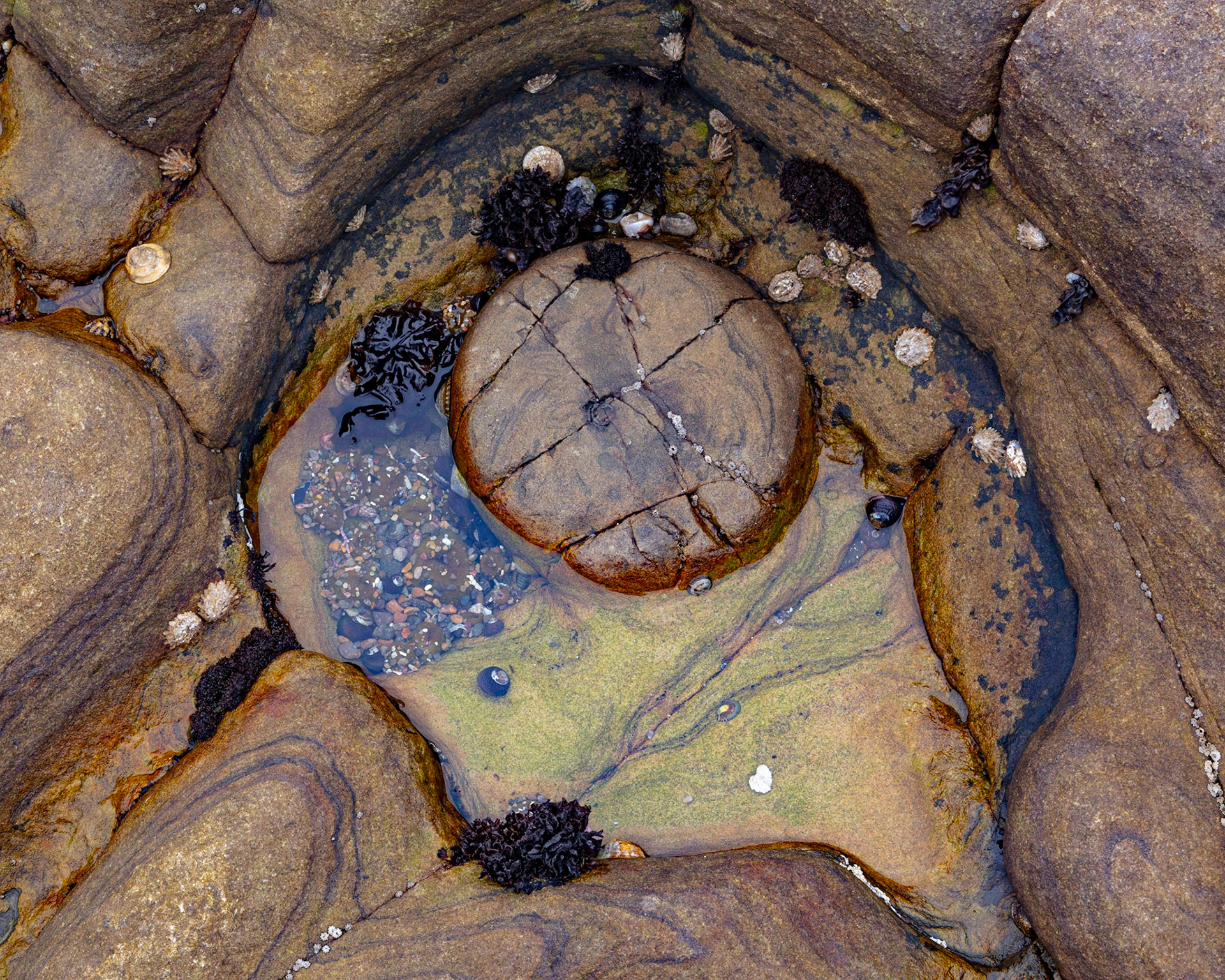 Circle, Point Lobos, 2021