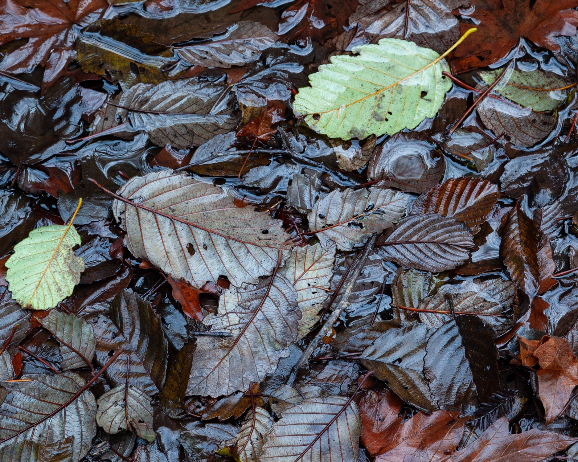 Floating, Gazos, 2021