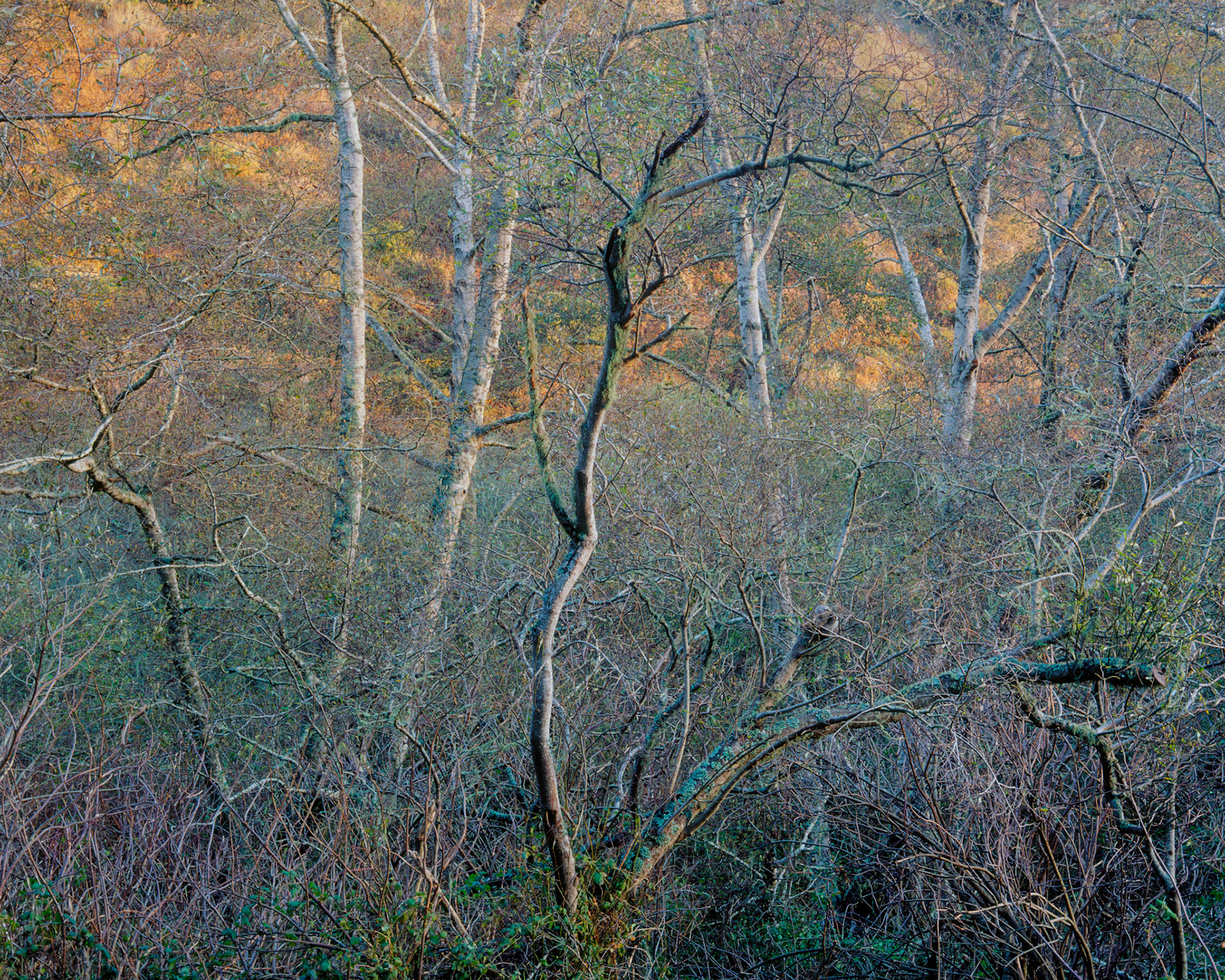 Last Light, Gazos Creek, 2003