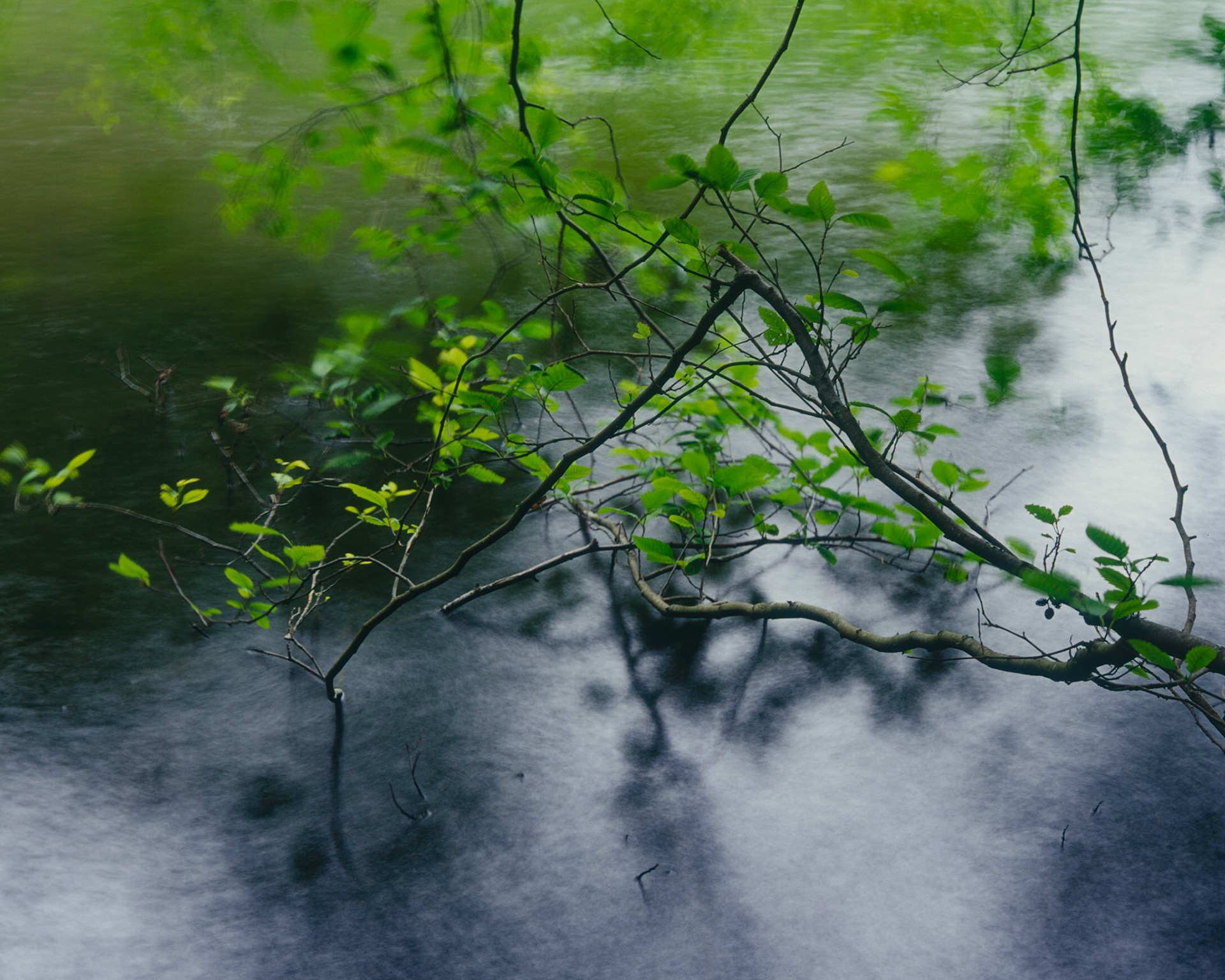 Dream, San Juan Island, 2008