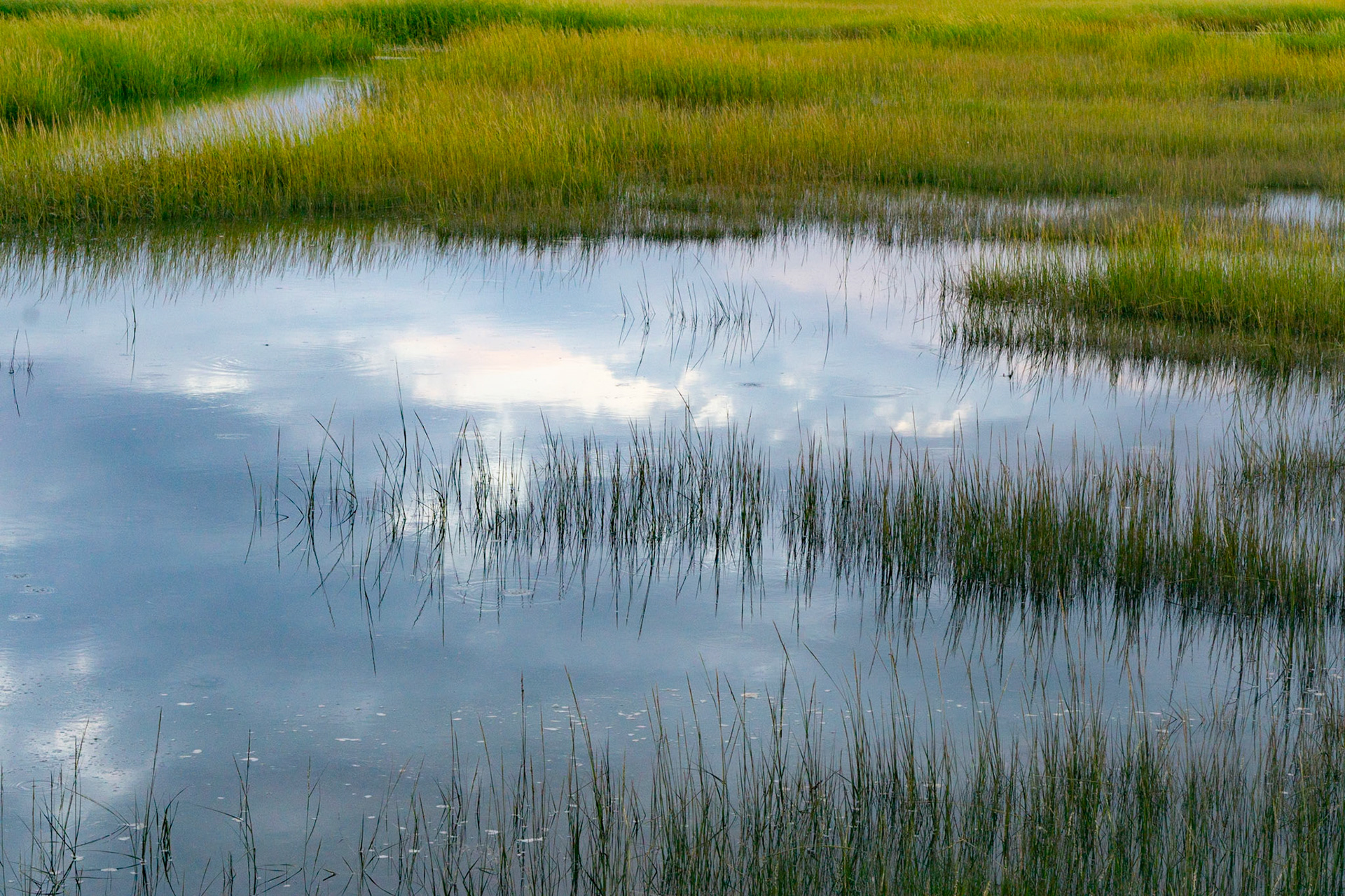 Marsh, Samoset, 2024