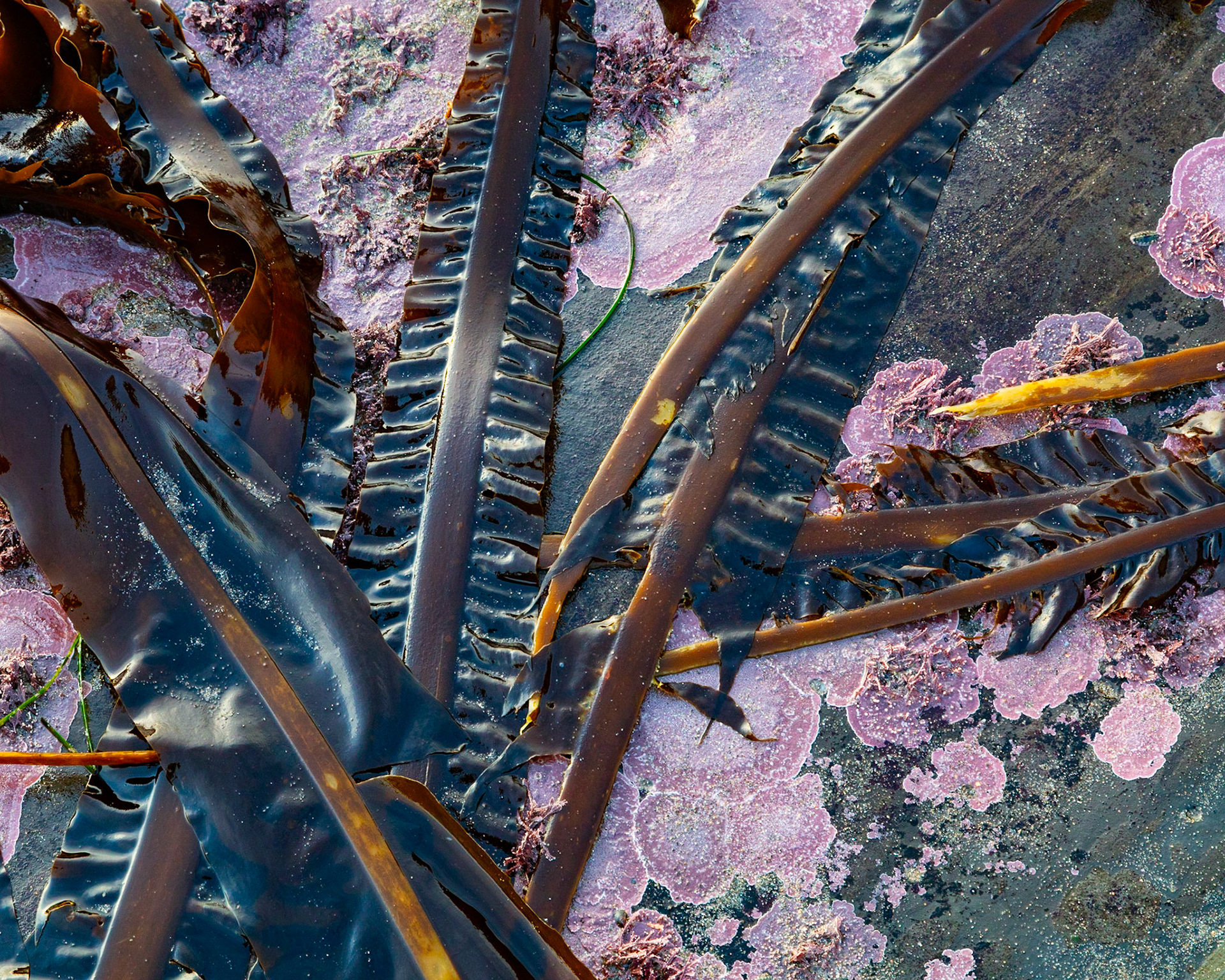 Abstract, Point Arena, 2022