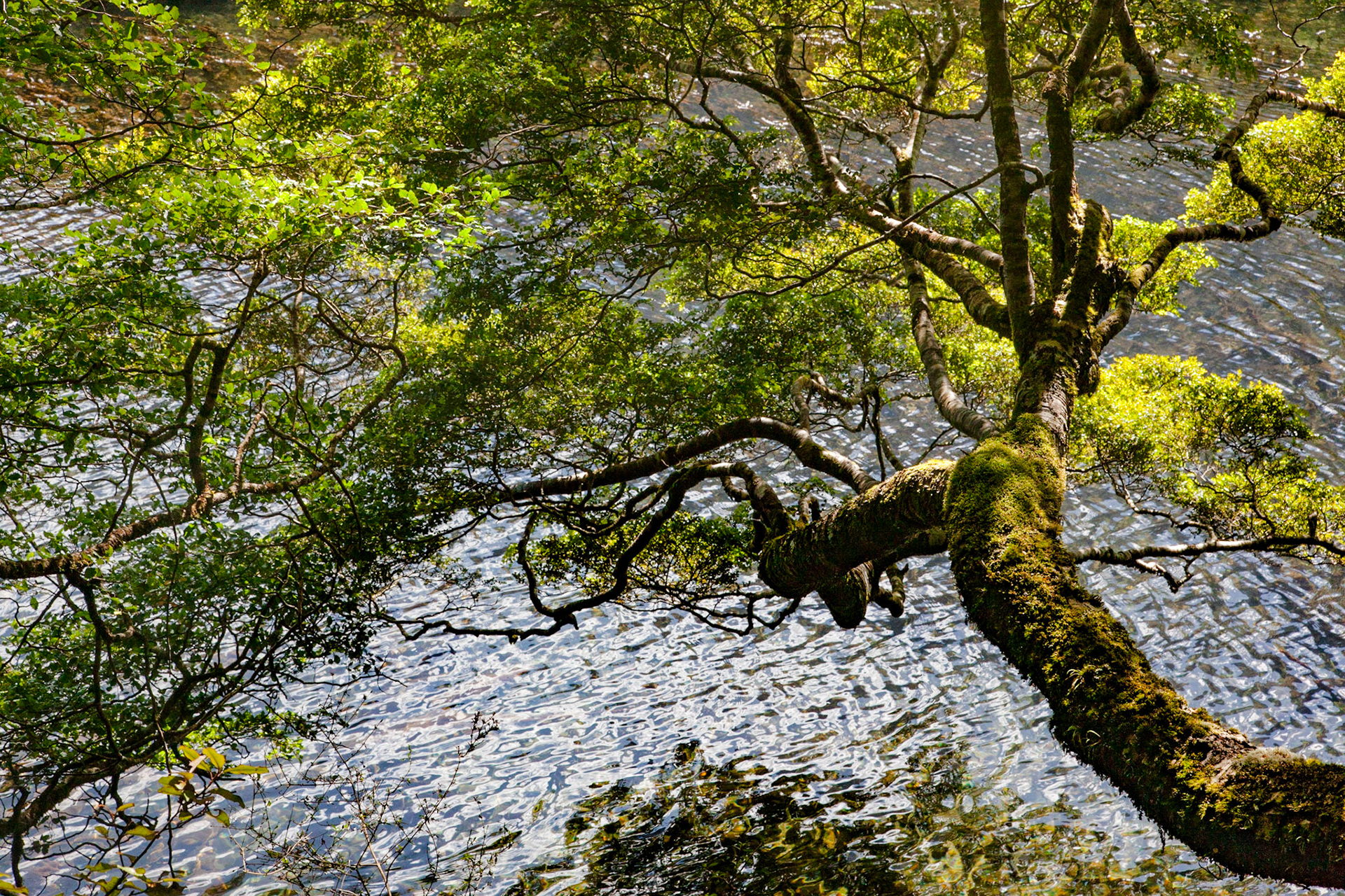 Branches, Mirror Lakes New Zealand, 2017
