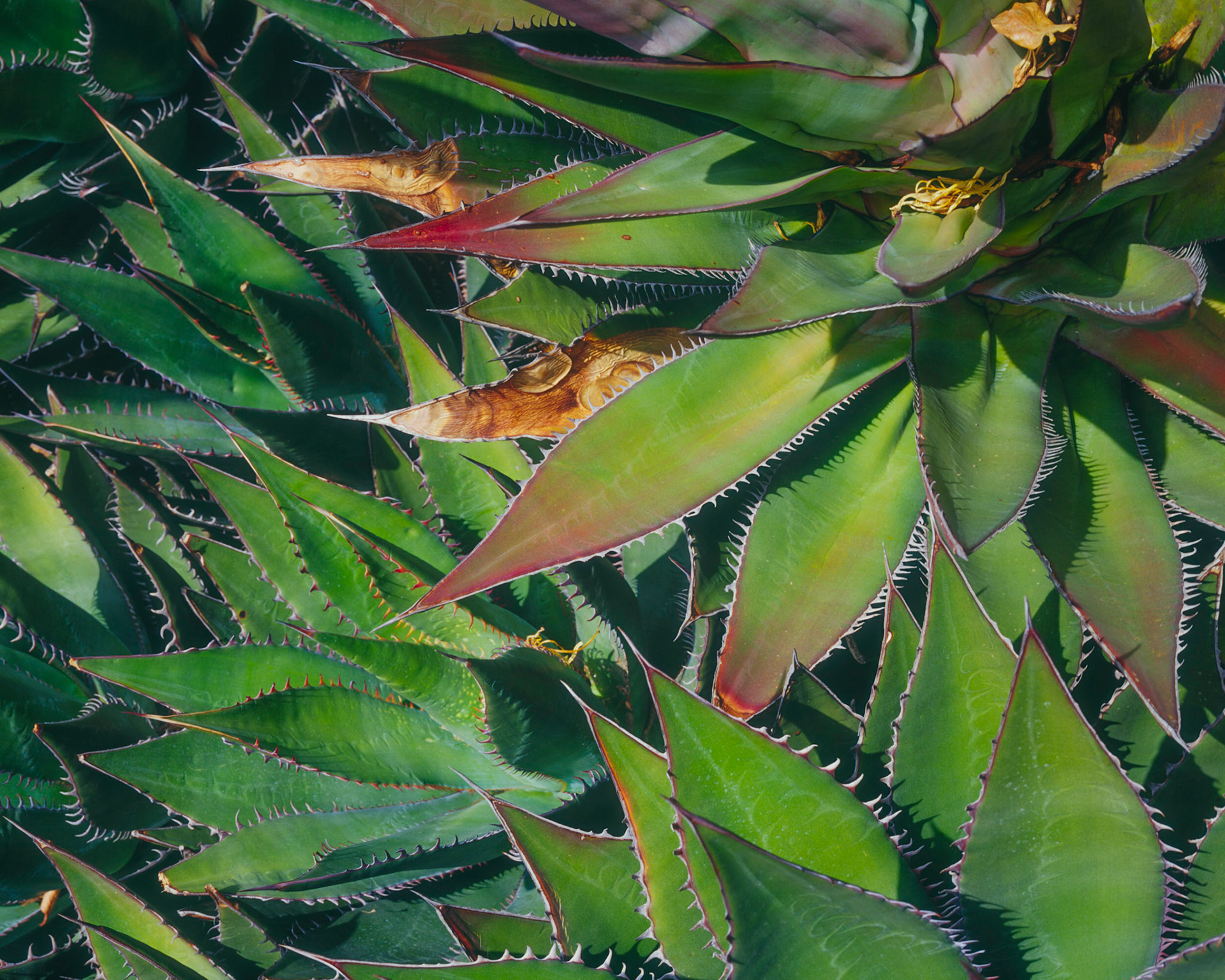 Agave, Rancho Santa Ana, 2008