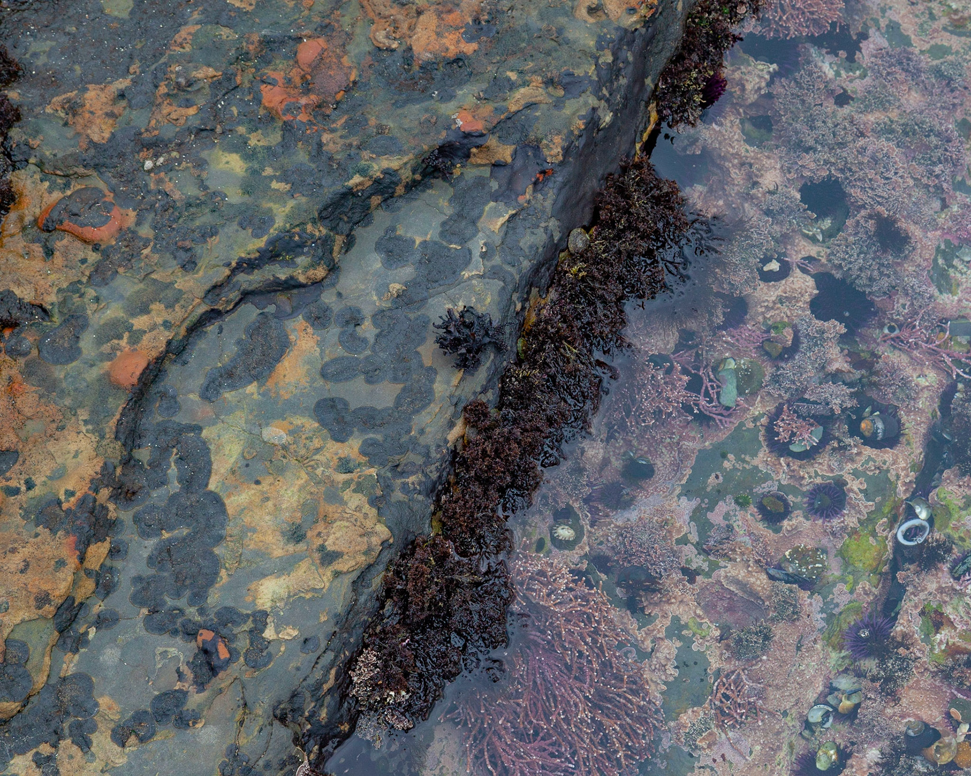 Wet and Dry, Point Lobos, 2020