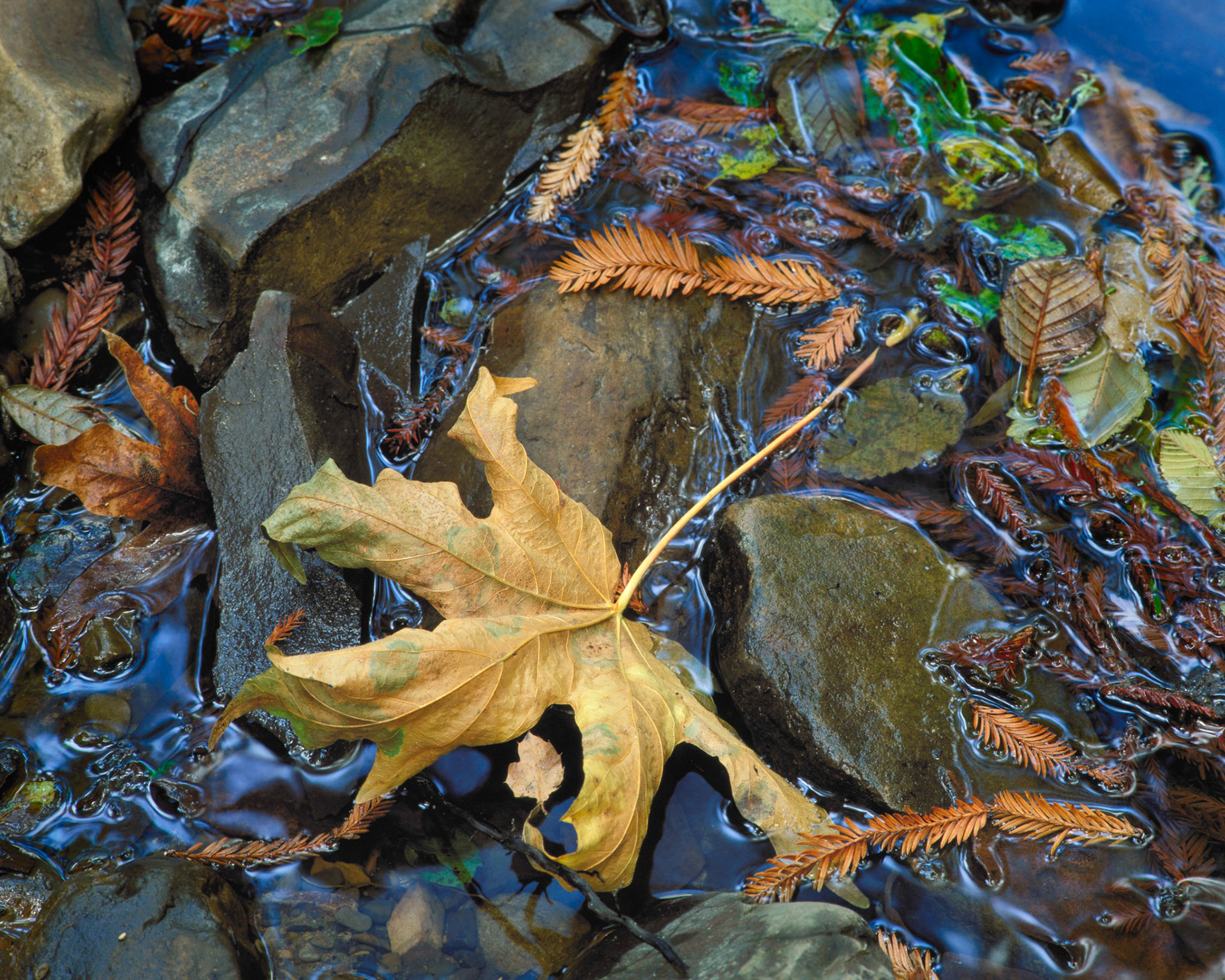 Maple, Gazos Creek, 1999