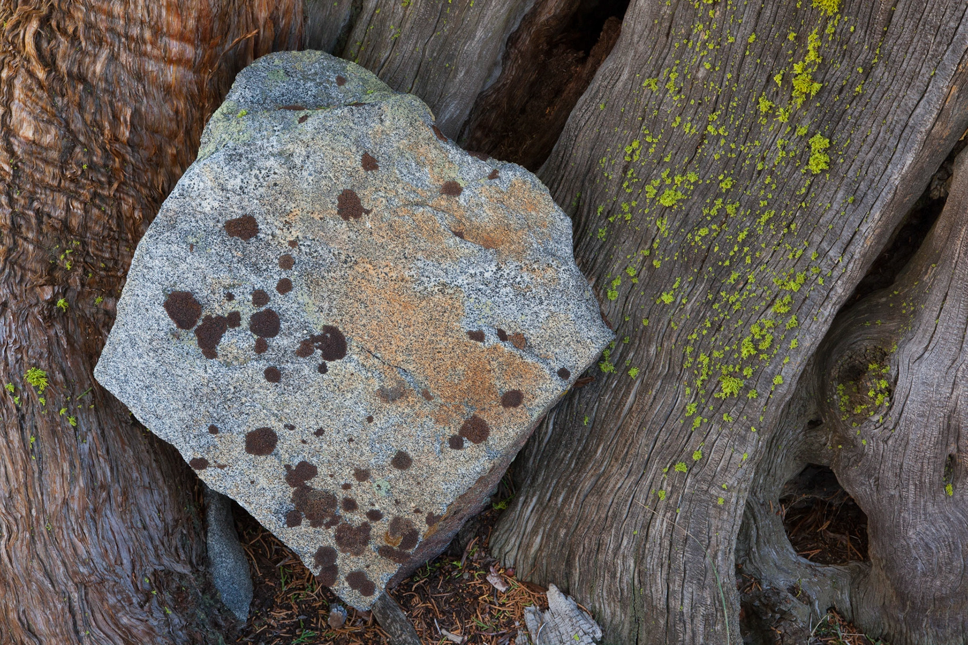 Rock and Trunk, Shealor Lake, 2011