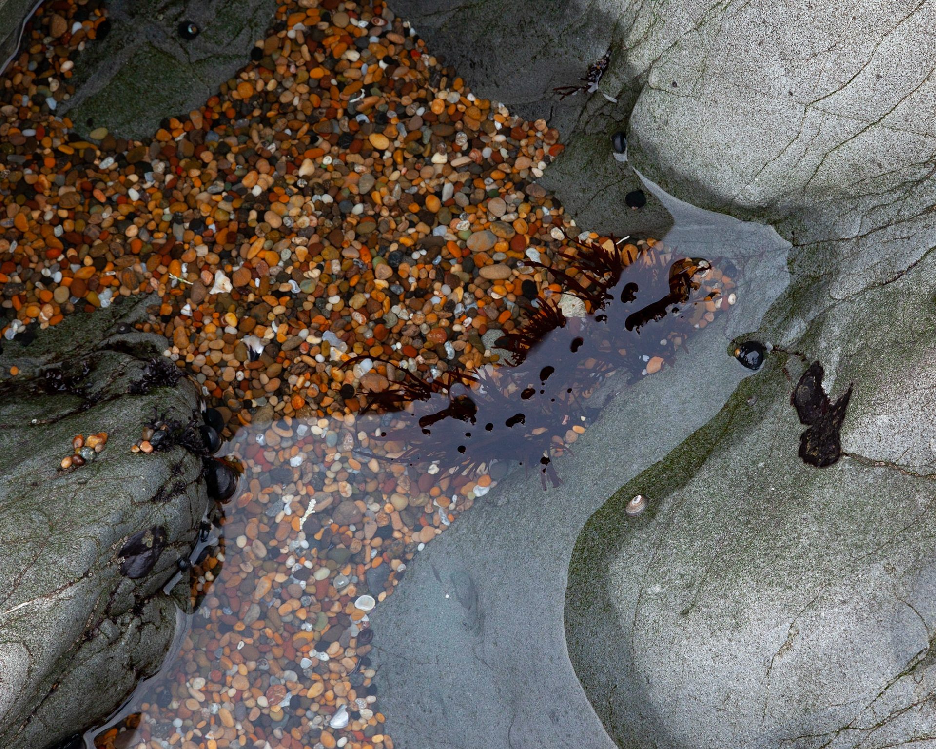Tide Pool #2, Pebble Beach, 2020