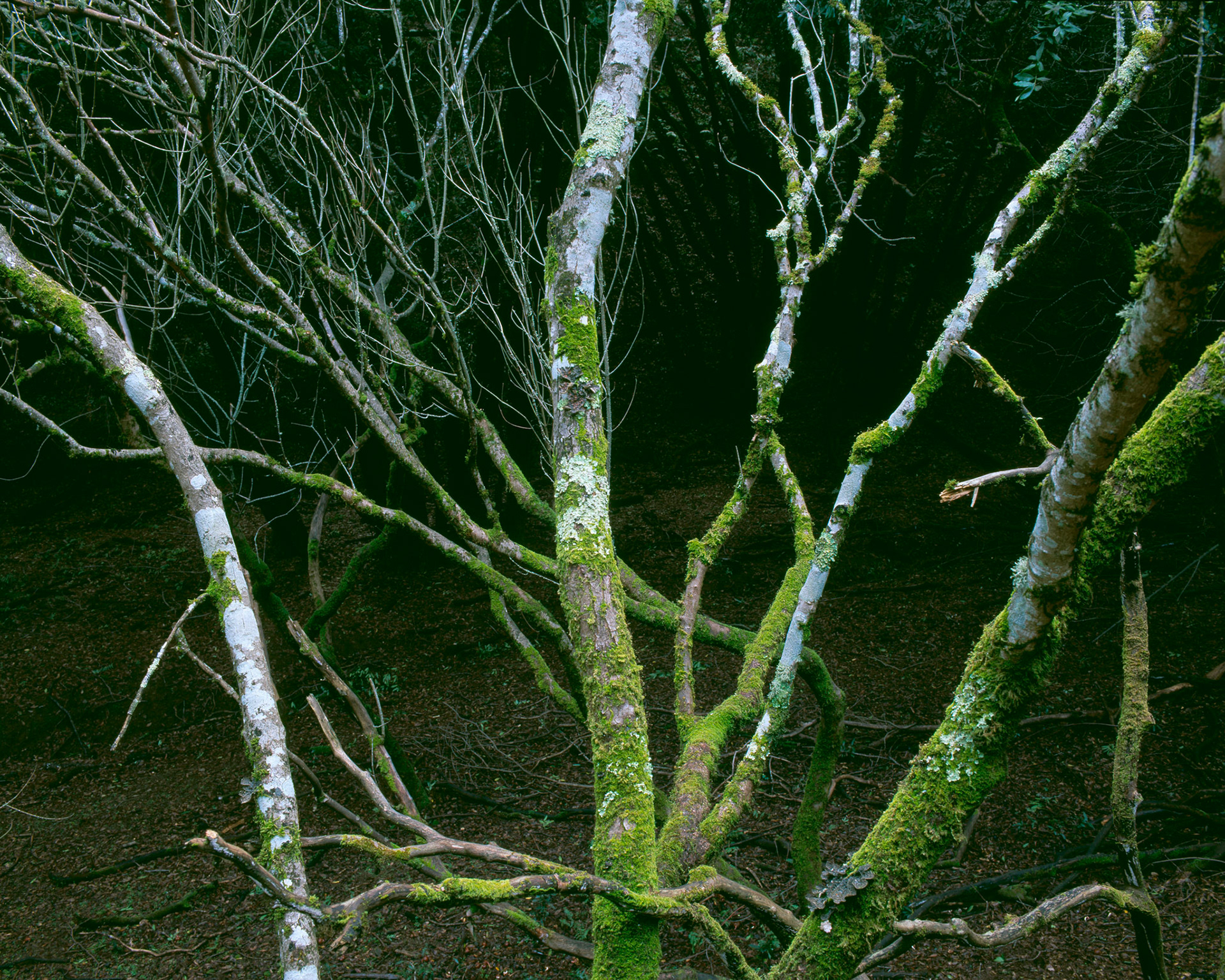 Tree Equivalent, Steep Hollow, 2002