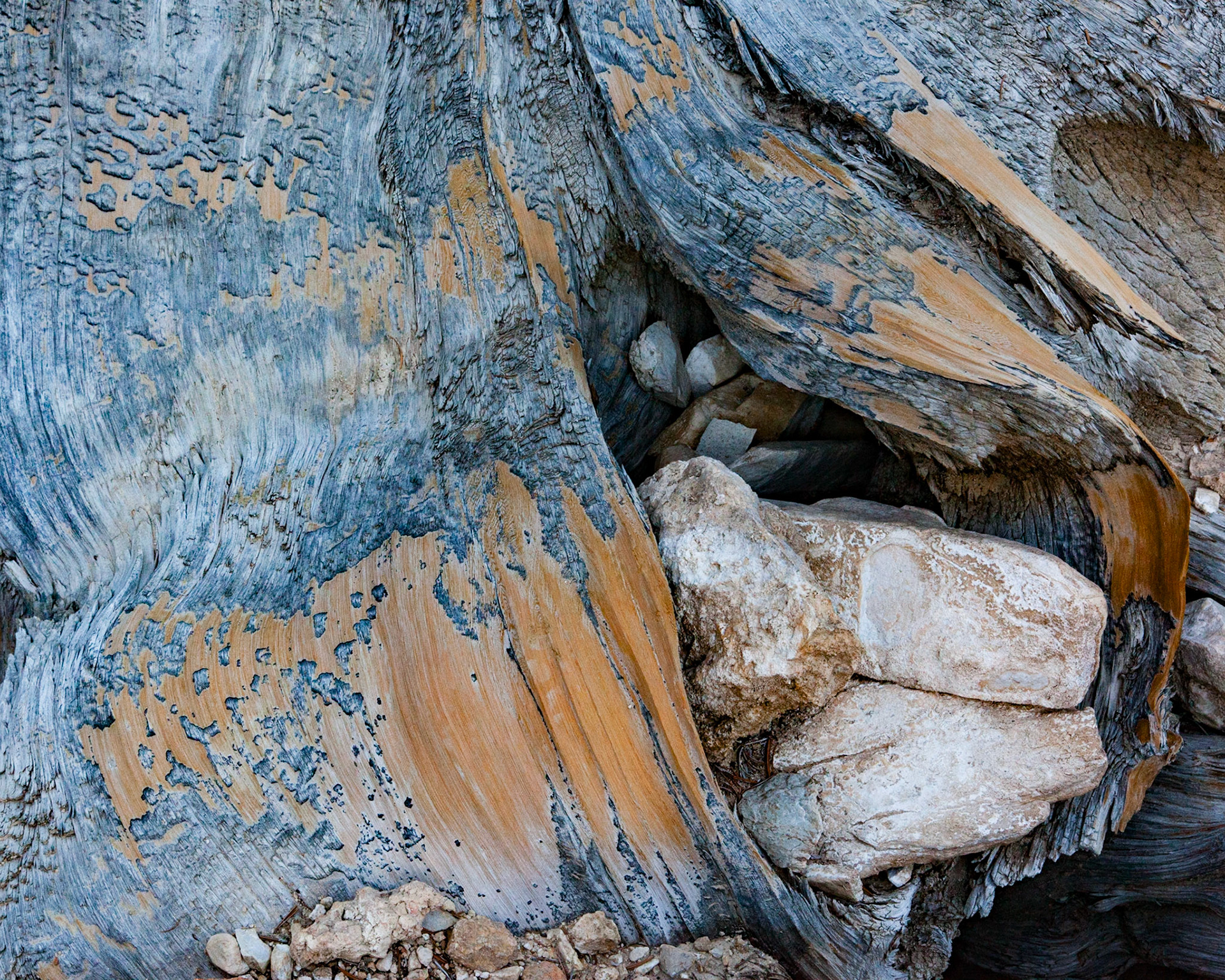 Embrace, Ancient Bristlecone, 2012