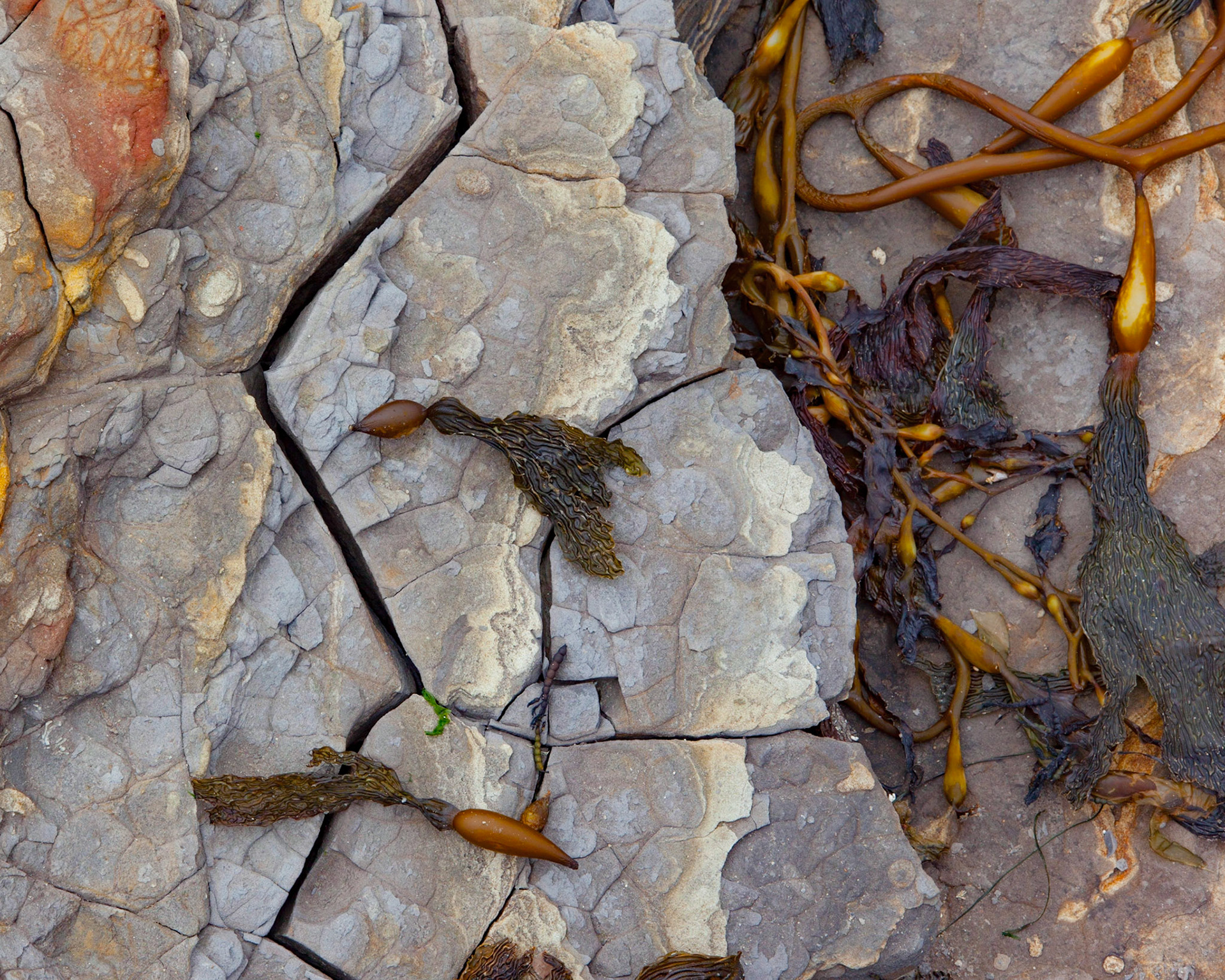 Kelp and Cracks, Point Lobos, 2015