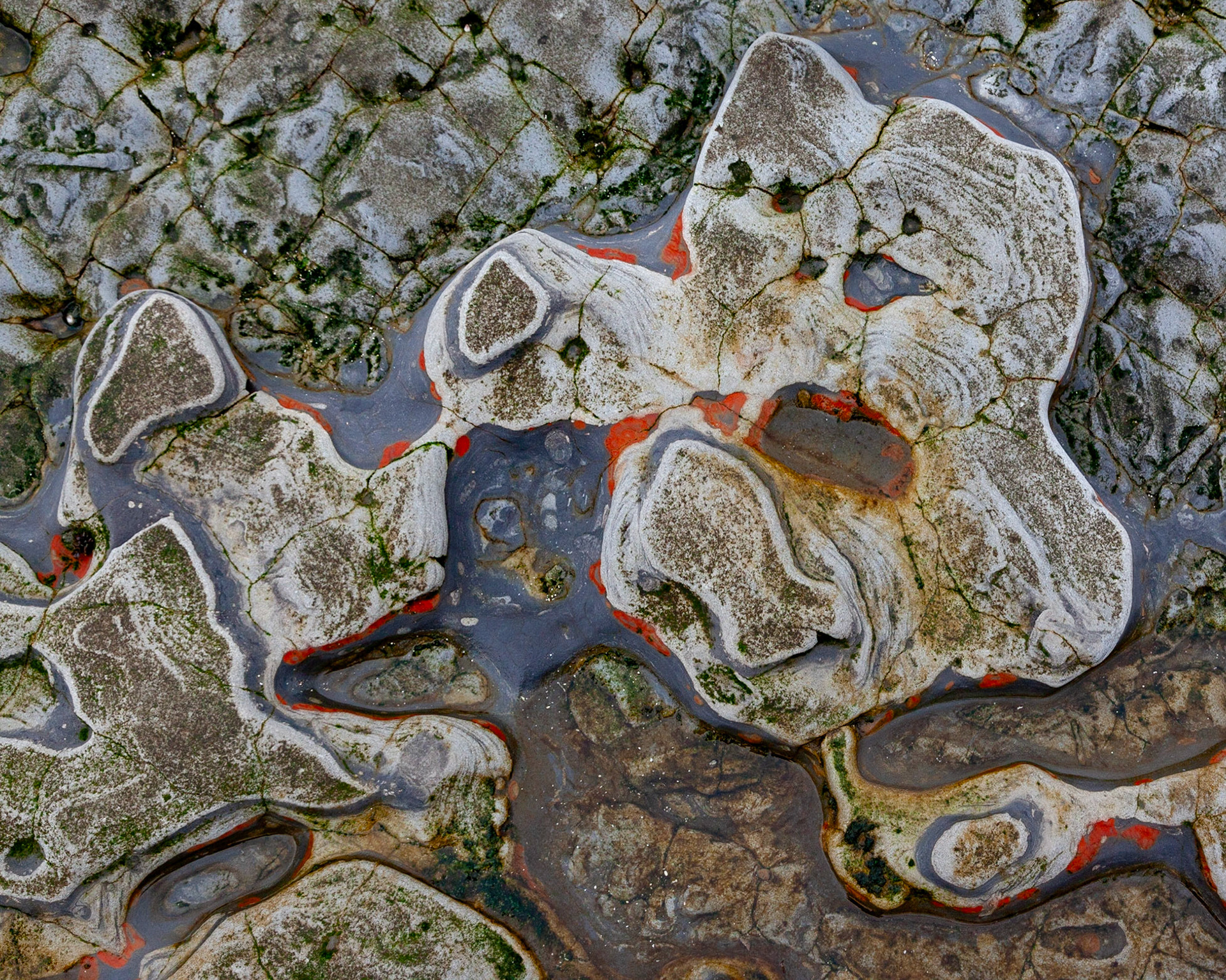 Abstract #1, Point Lobos, 2020