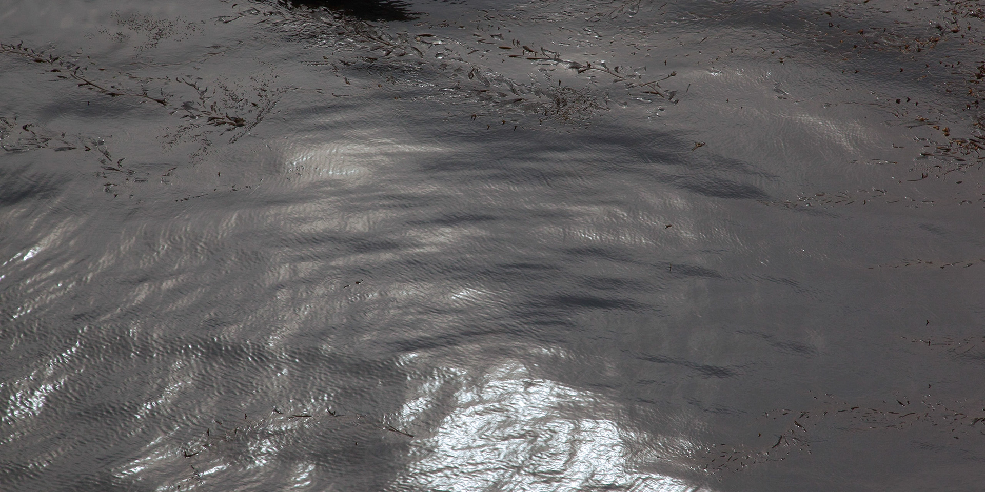 Cove Surface, Point Lobos, 2010