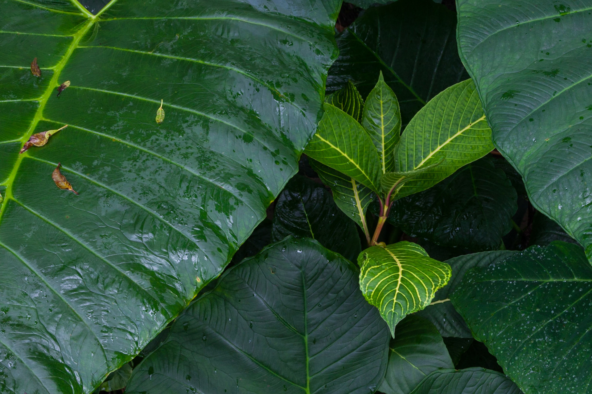 Emerging, Hana, 2018