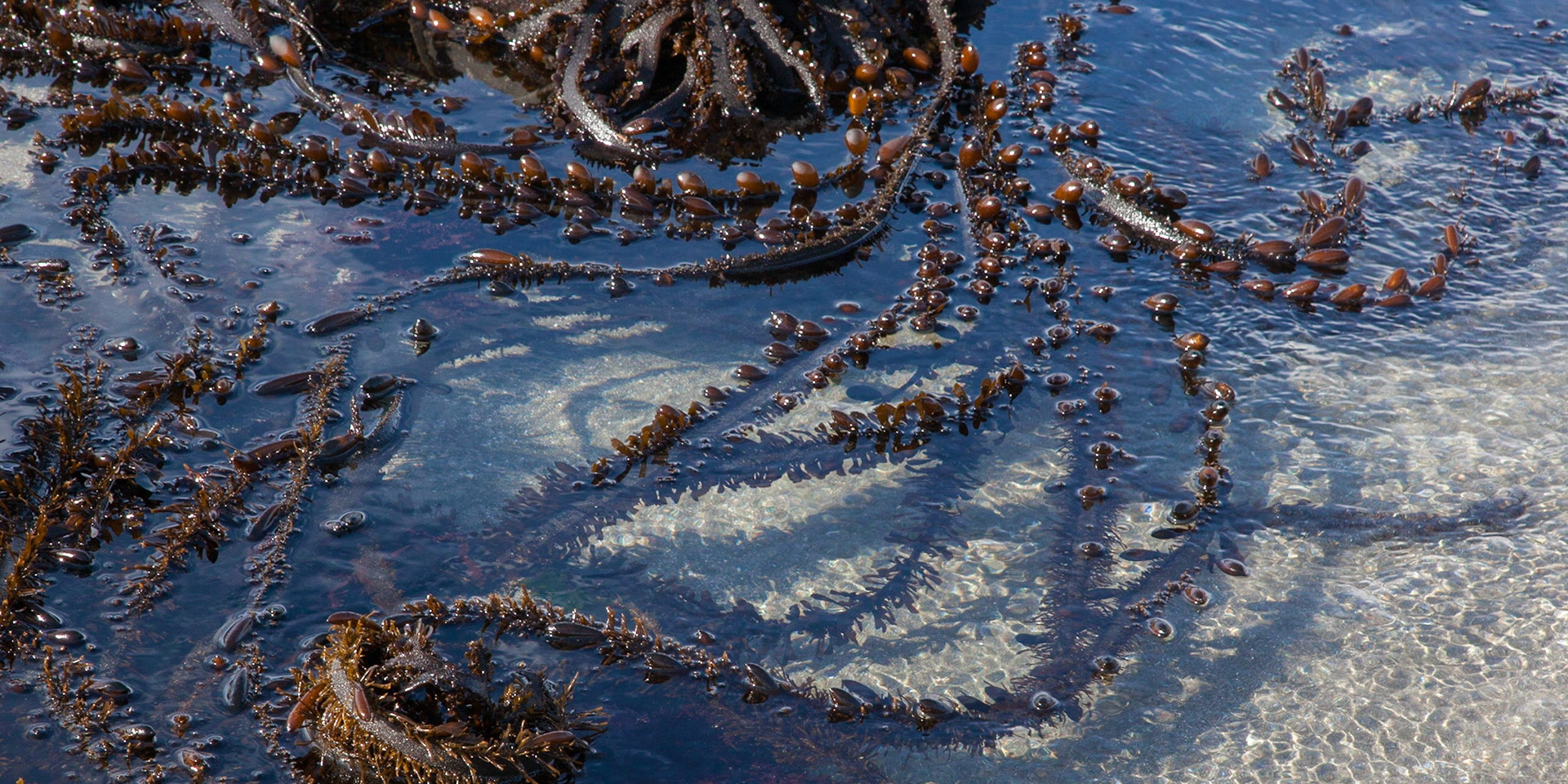 Kelp Swirls, Sea Ranch, 2015