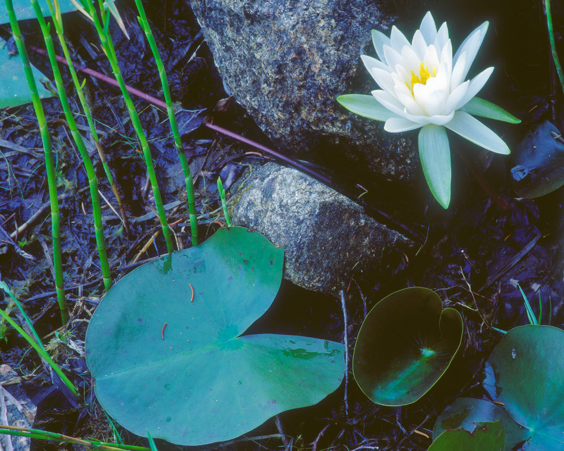 Unseen Lily, Acadia, 2003