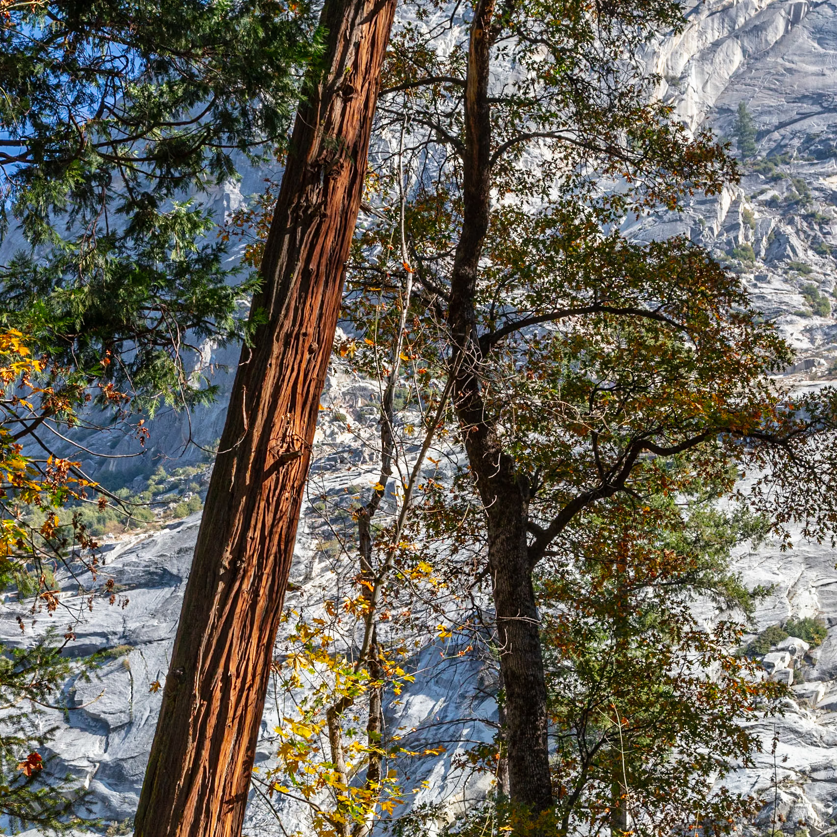 Arbor, Tenaya Creek, 2023