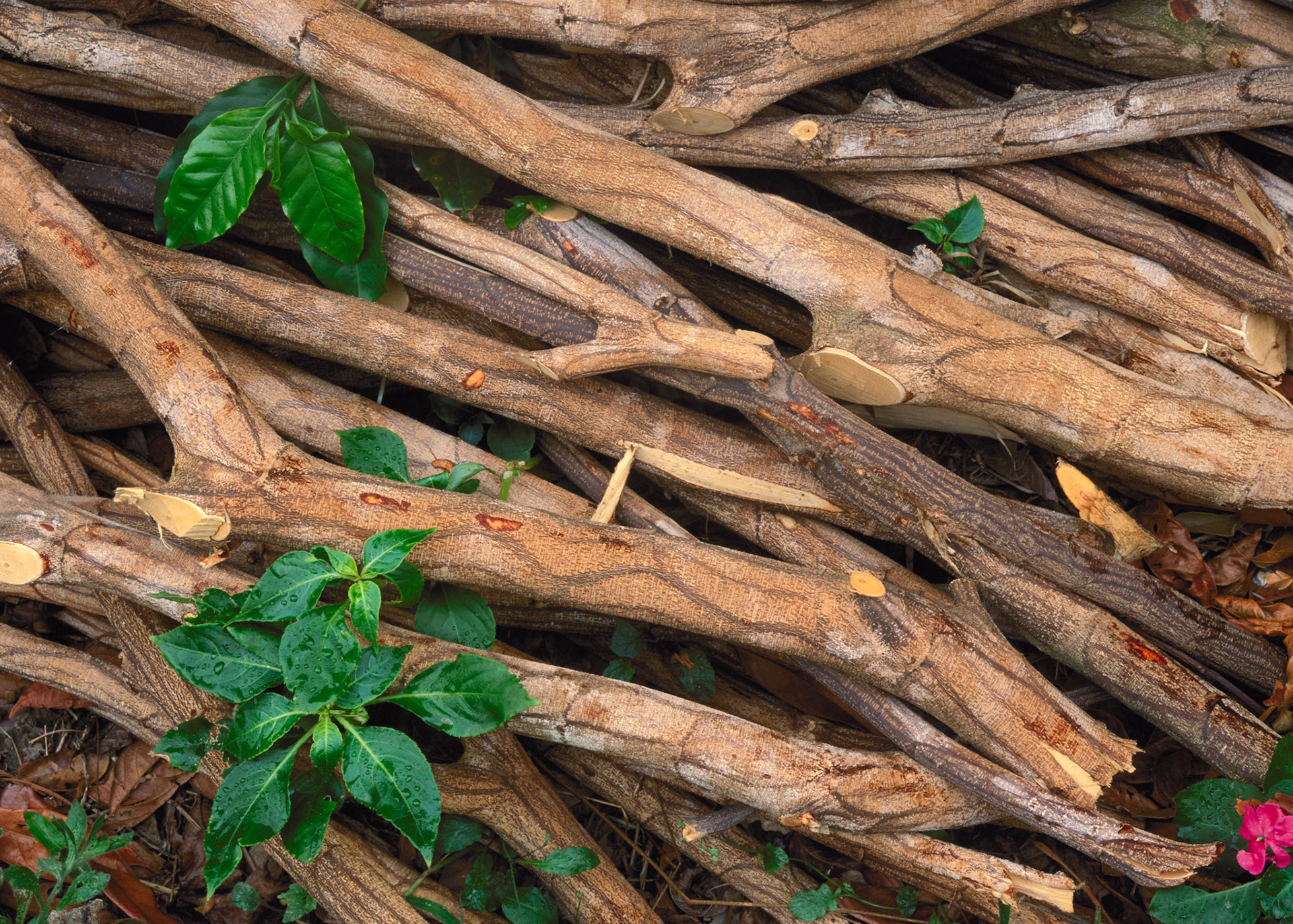 Trimmed Branches, Alajuela, 1999