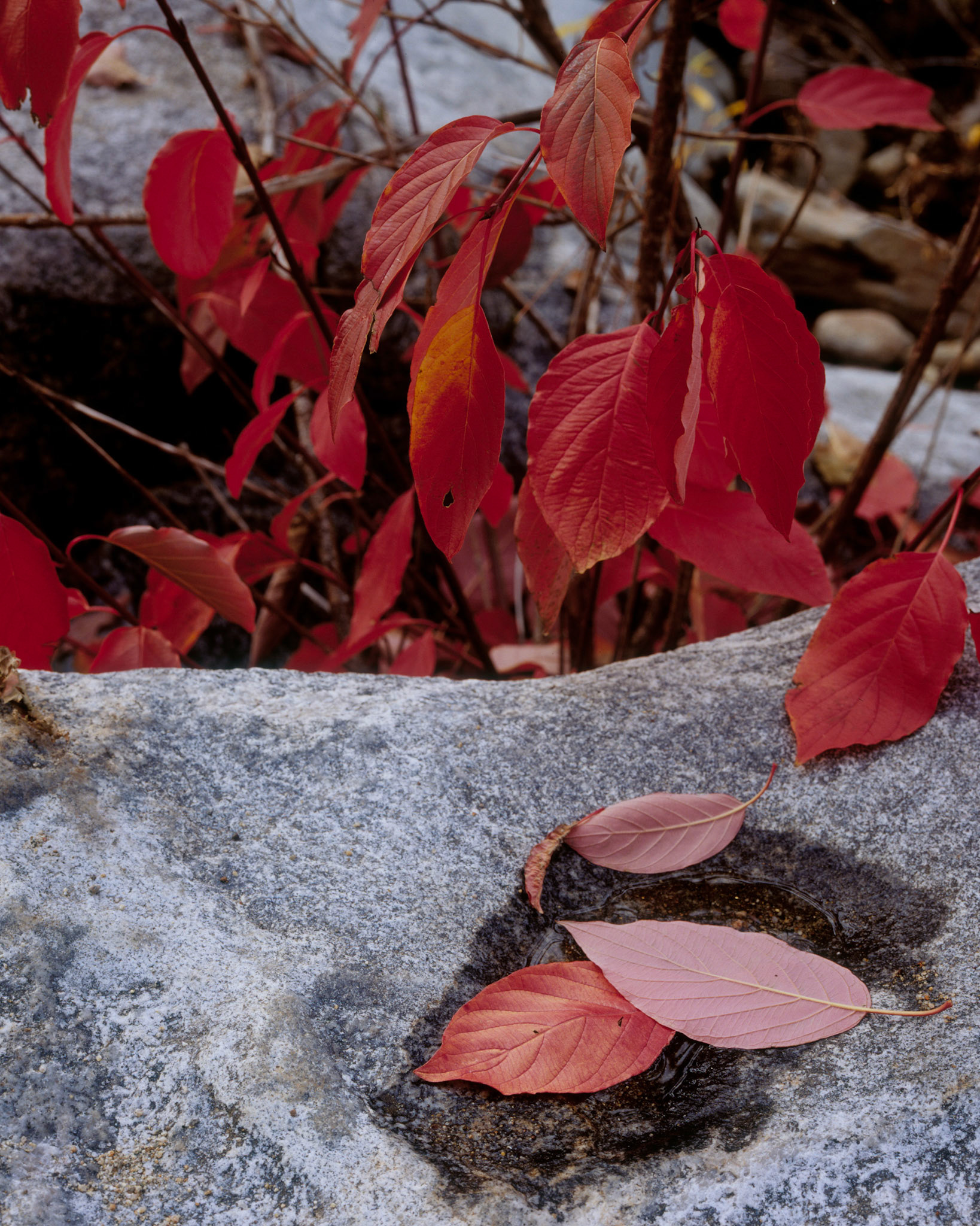 Red Leaves, Stanislaus, 2006