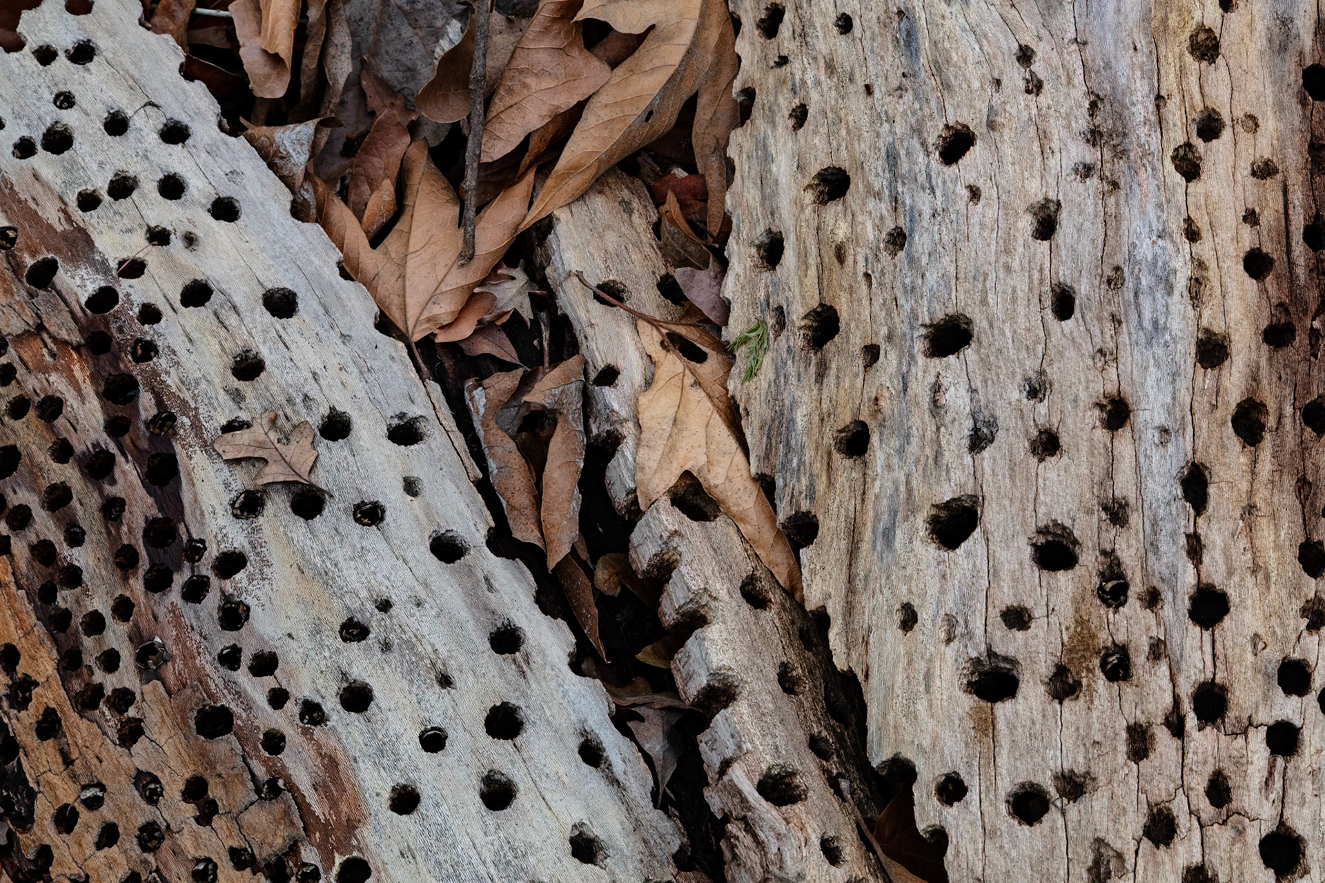 Chisseled, Sunol, 2024