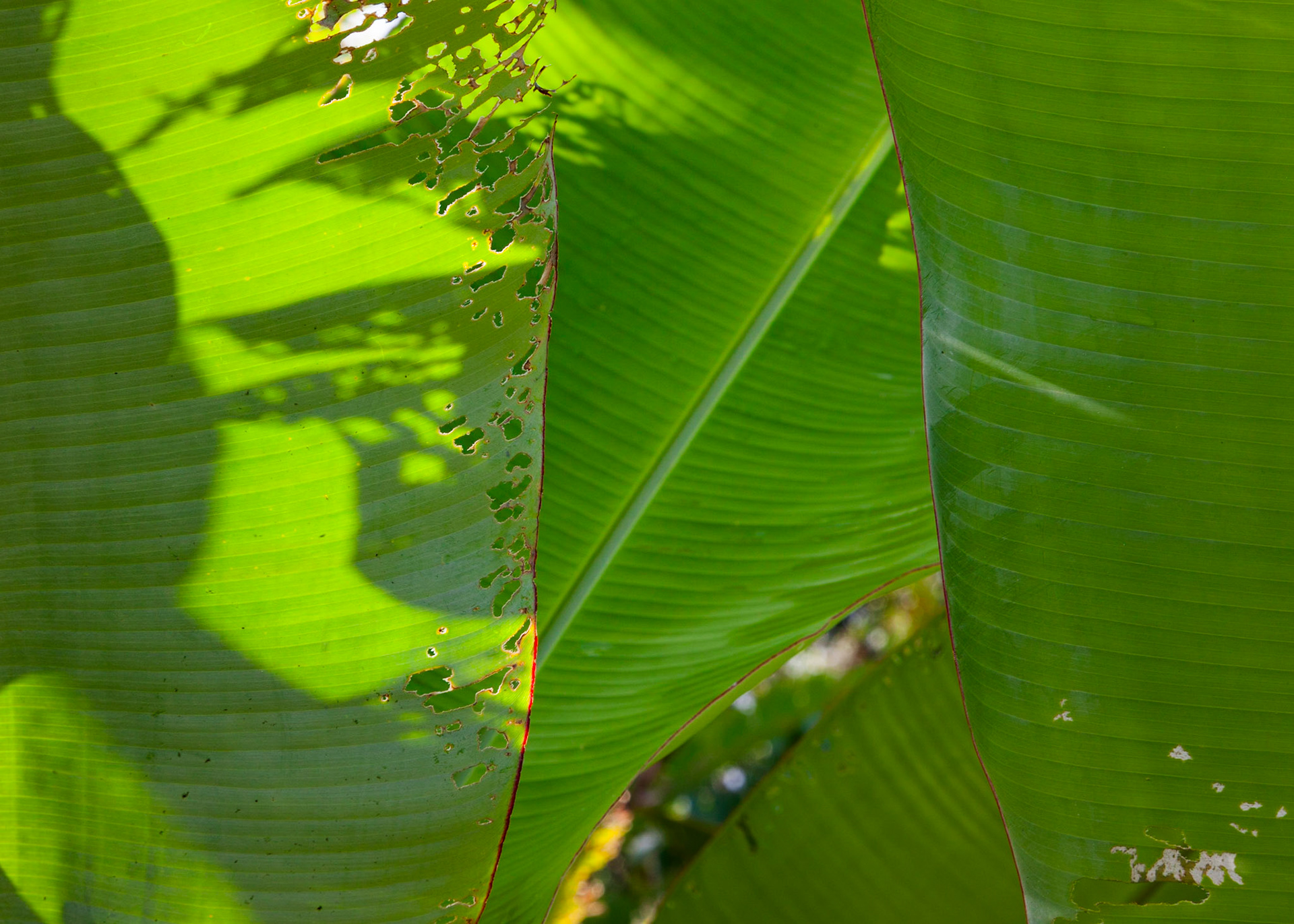 Light and Shadow, Hana, 2010