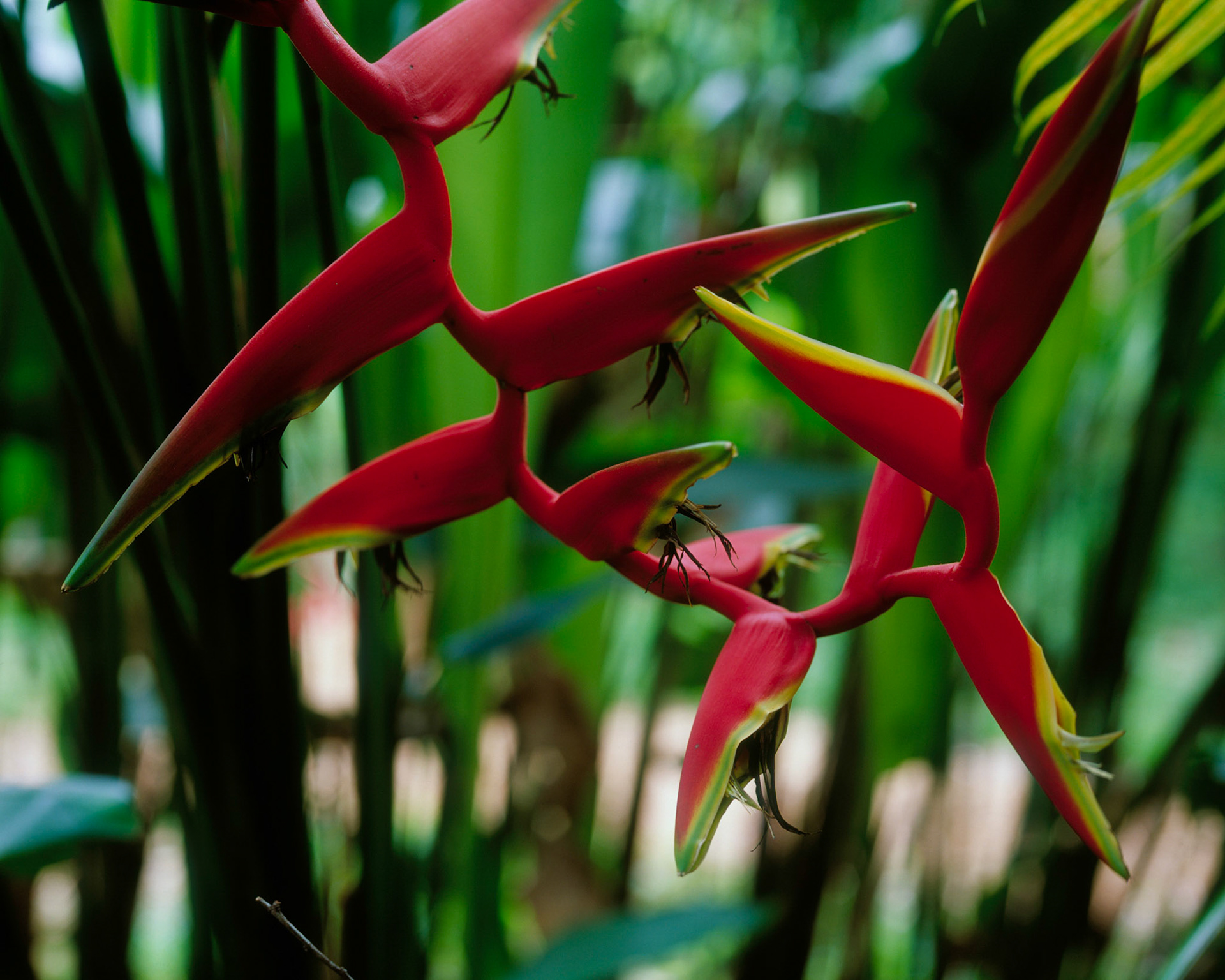 Heliconia, Belize, 2005