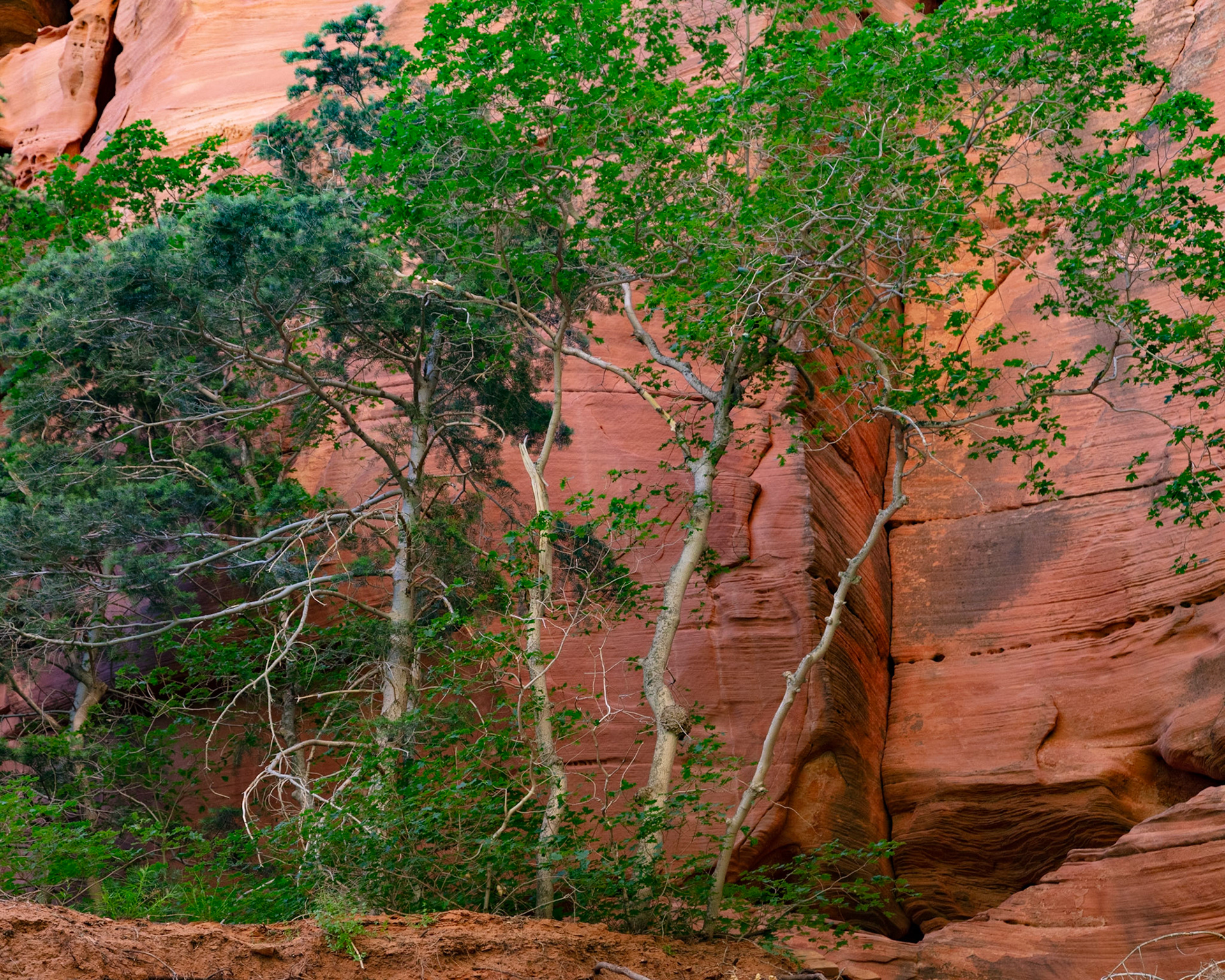Trees and Cliff, Taylor Creek, 2022